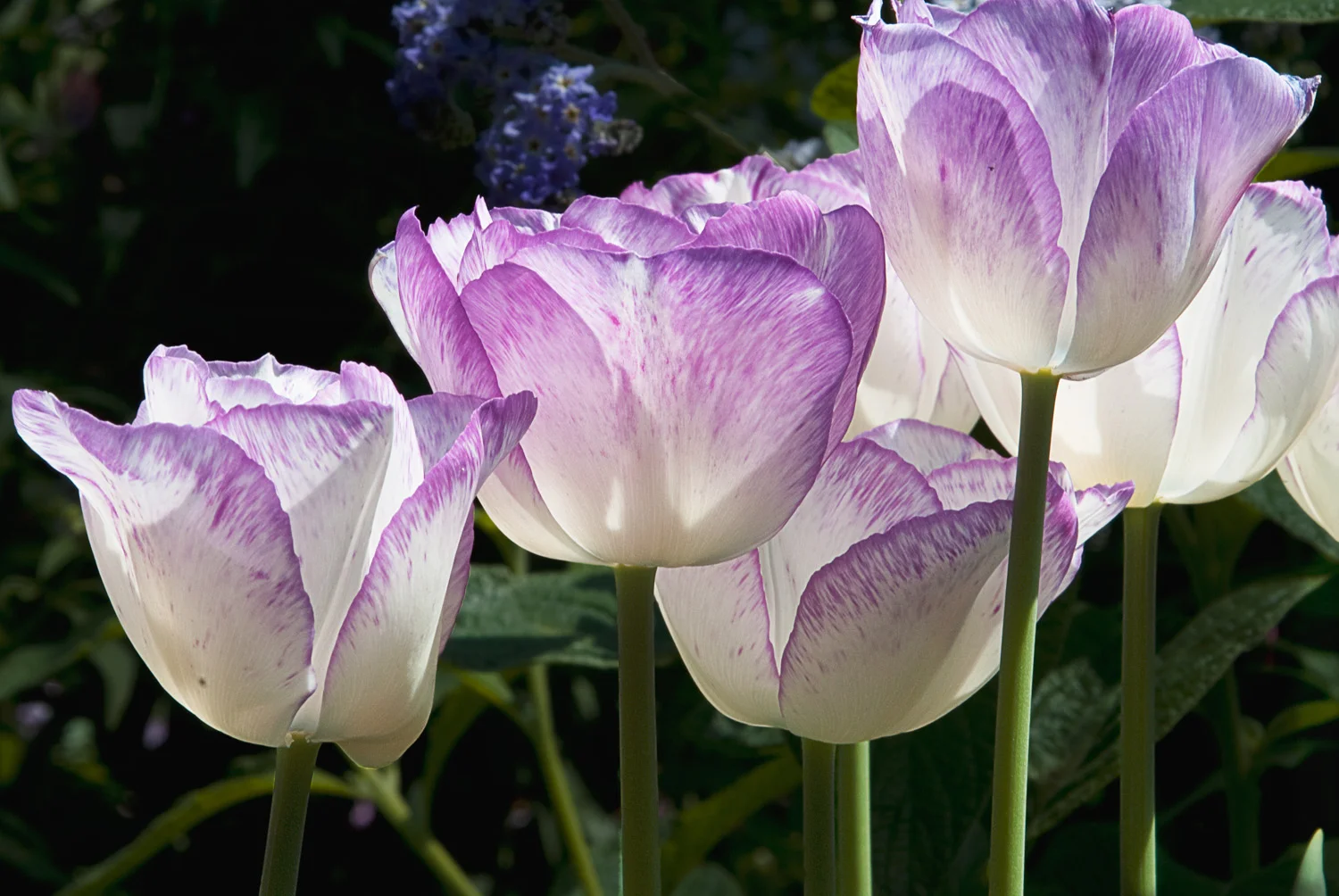 Purple Tulips