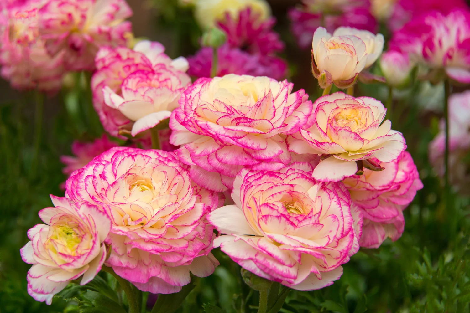 Ranunculus Bouquet