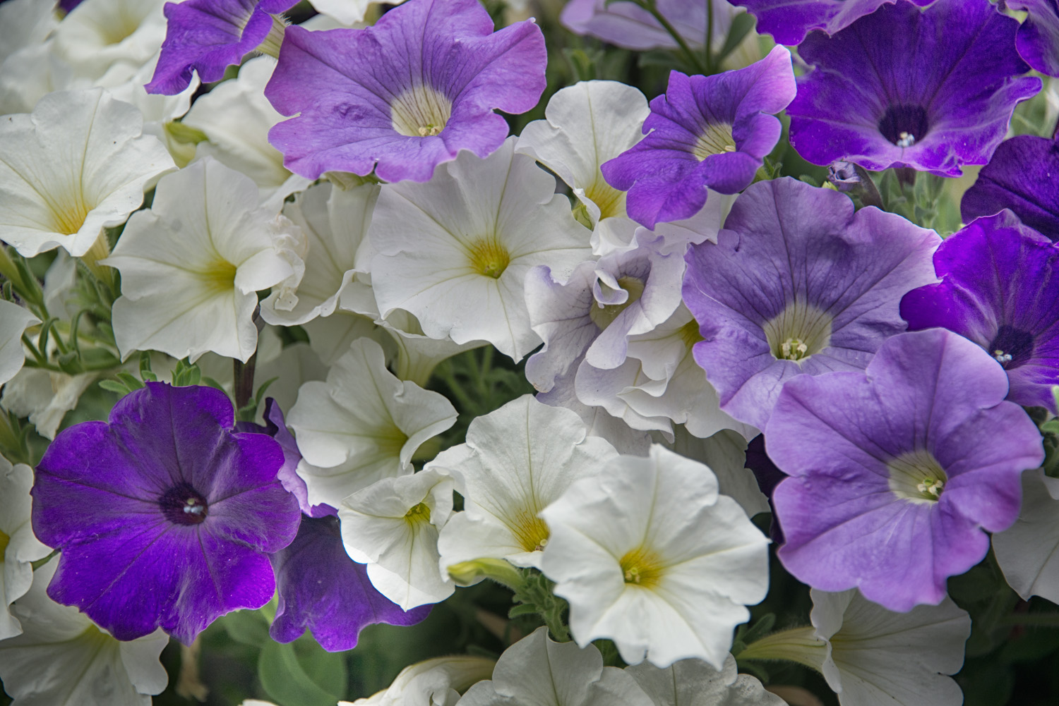 Purple and White Petunias