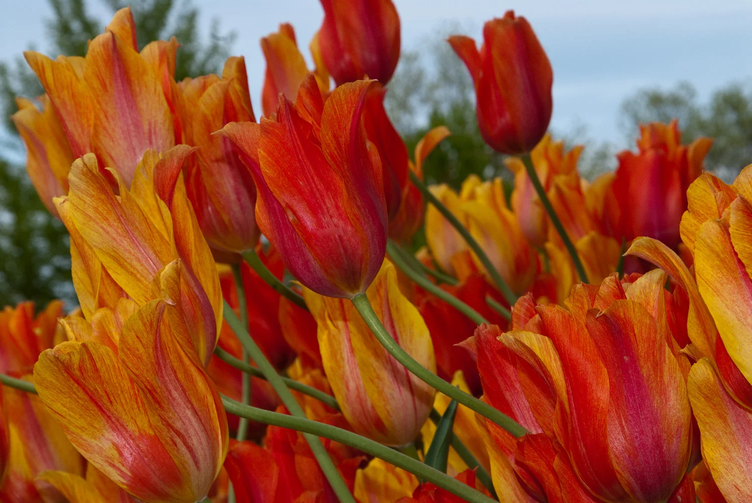 Red Tulips