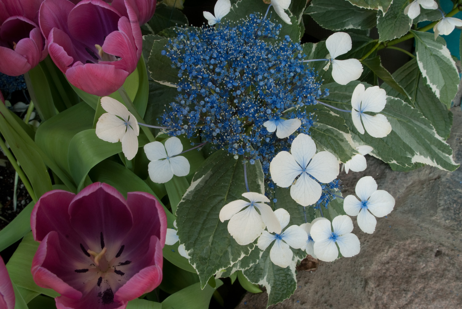 Tulips and Hydrangeas