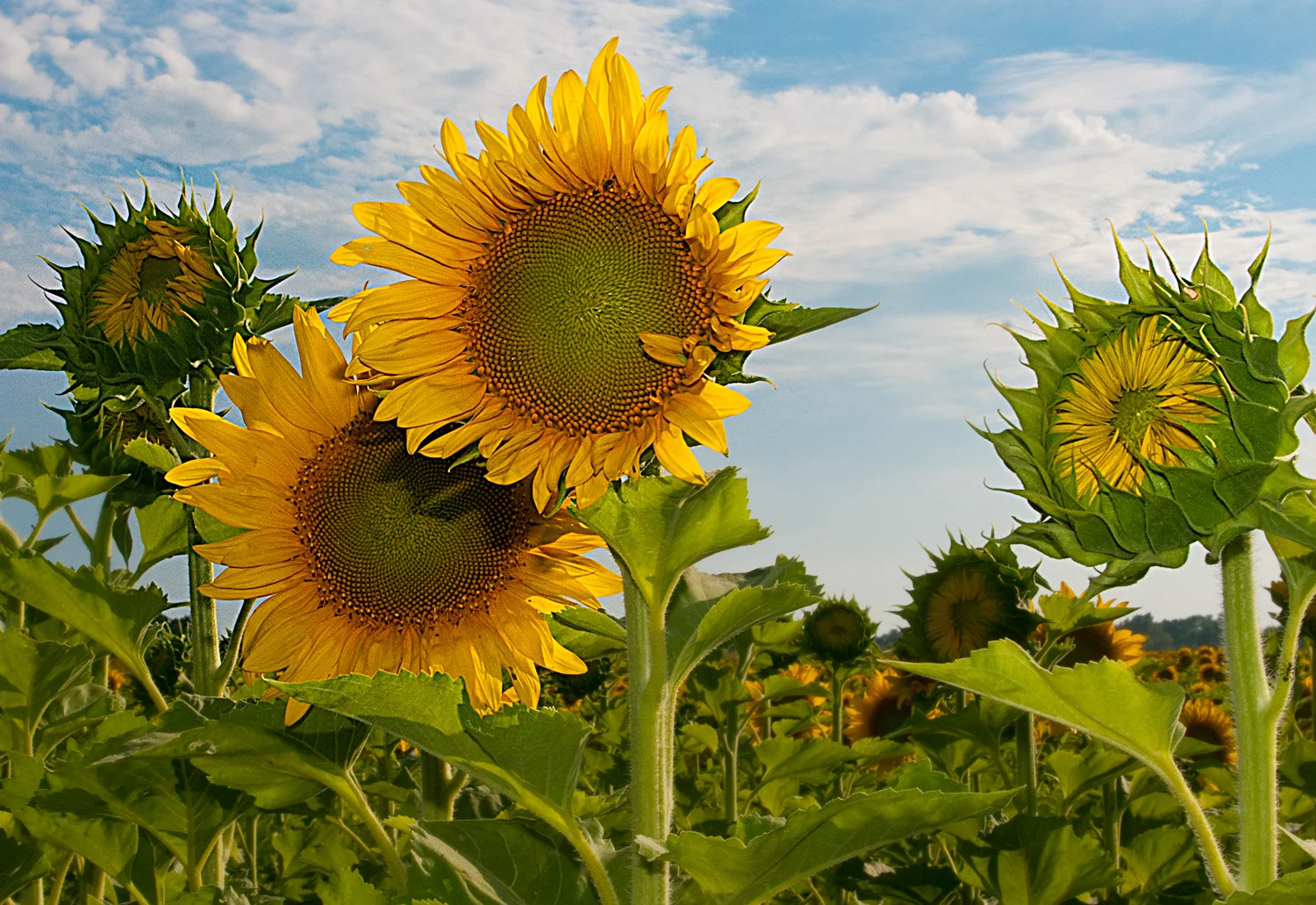 Here Comes the Sun