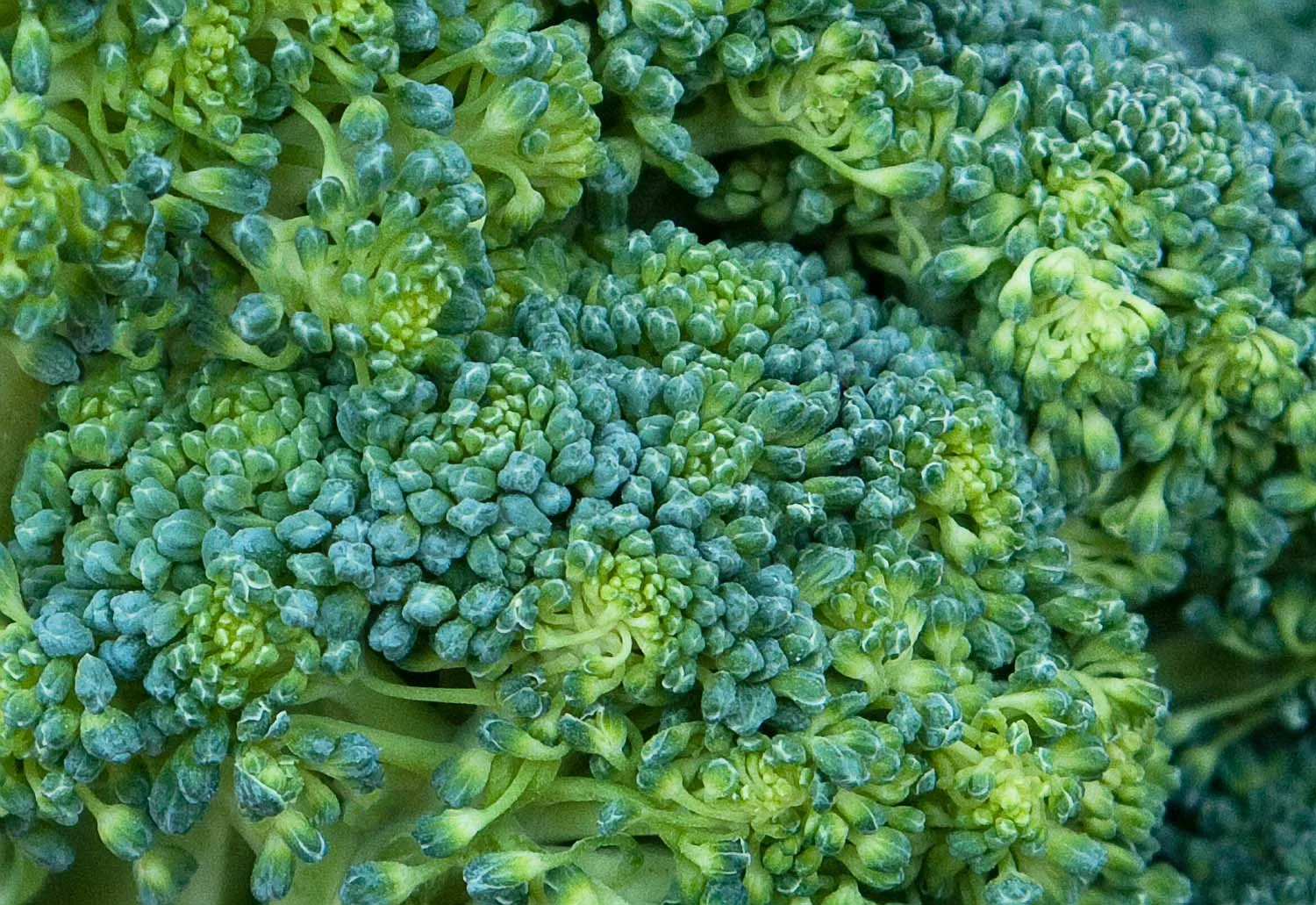 Broccoli