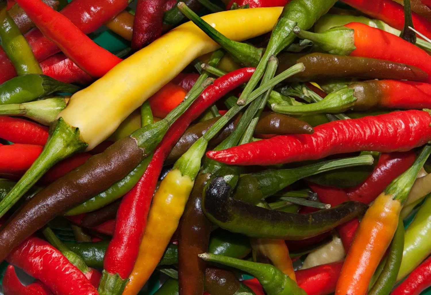 Chilli Peppers