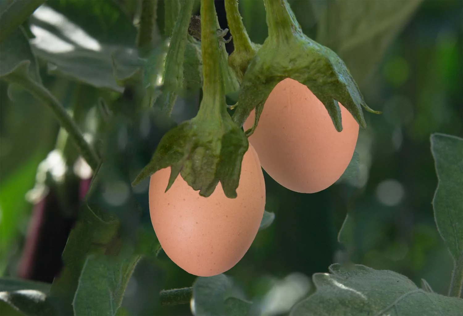 Egg Plant