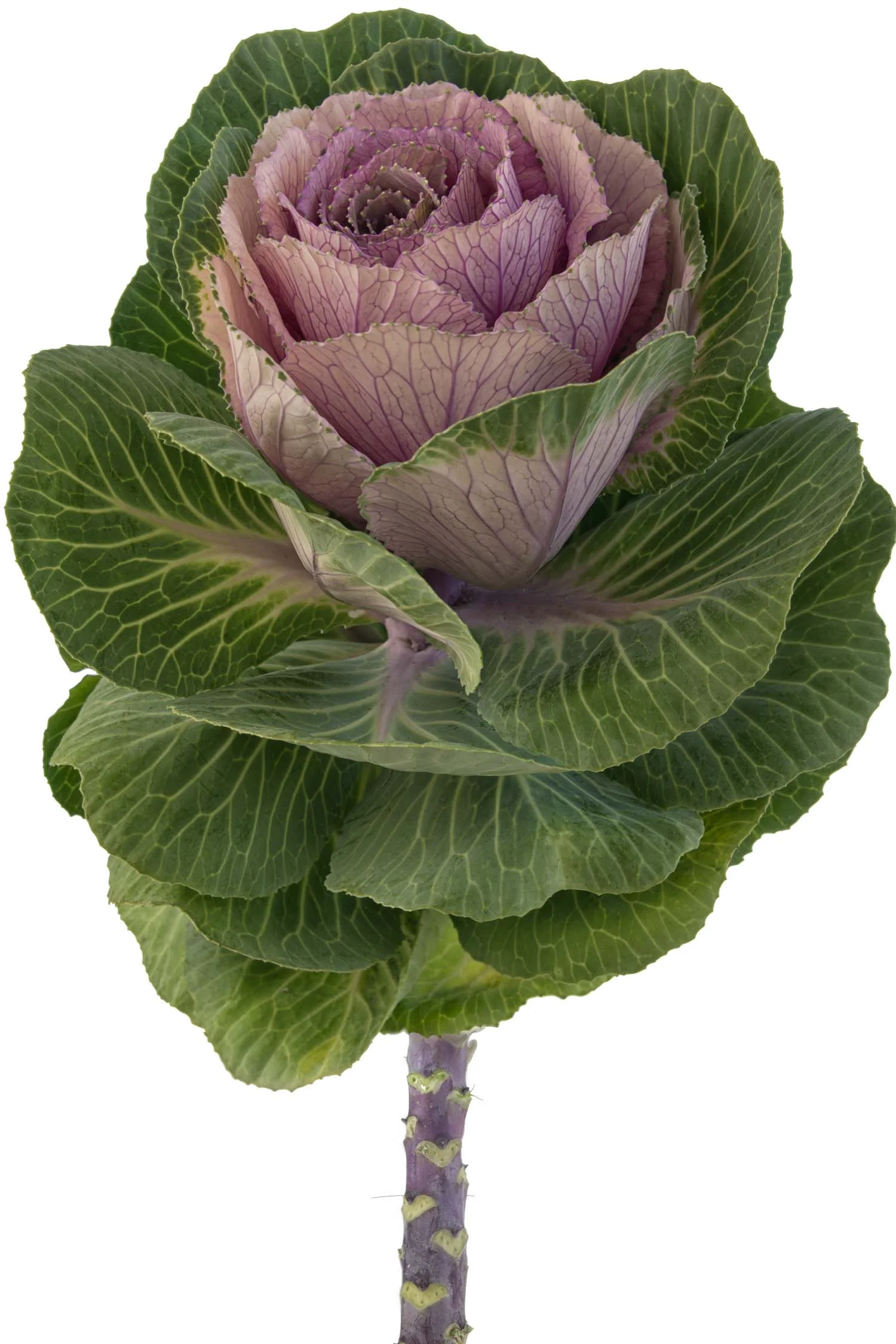 Kale Stalk