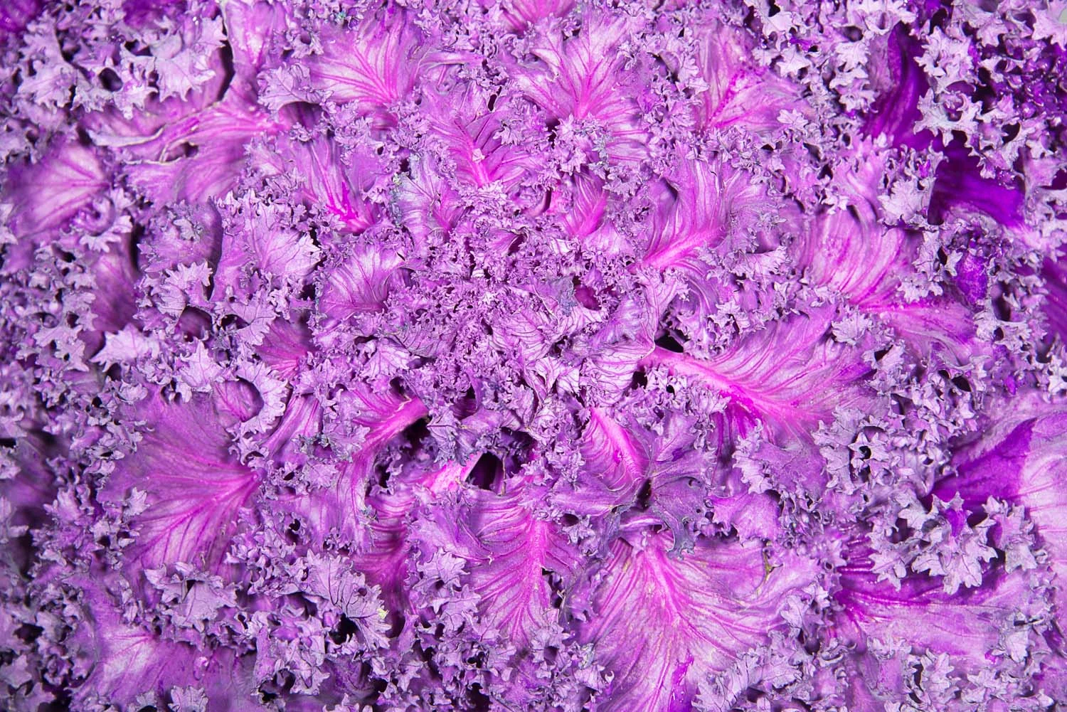 Leafy Kale