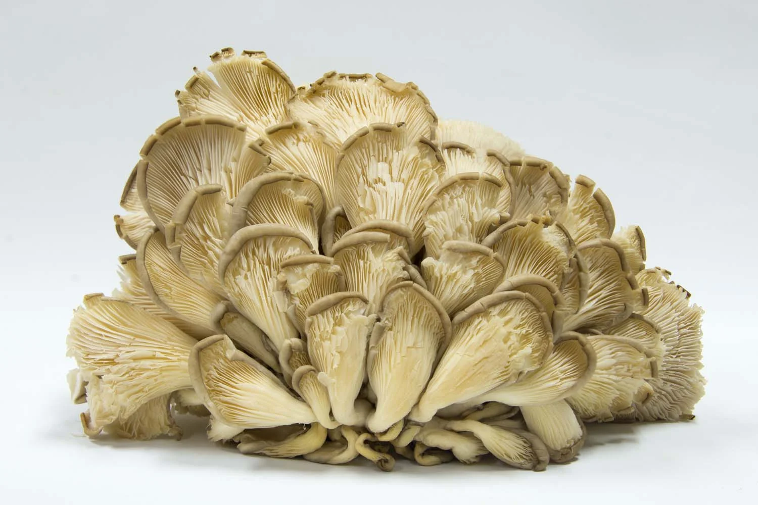 Oyster Mushrooms