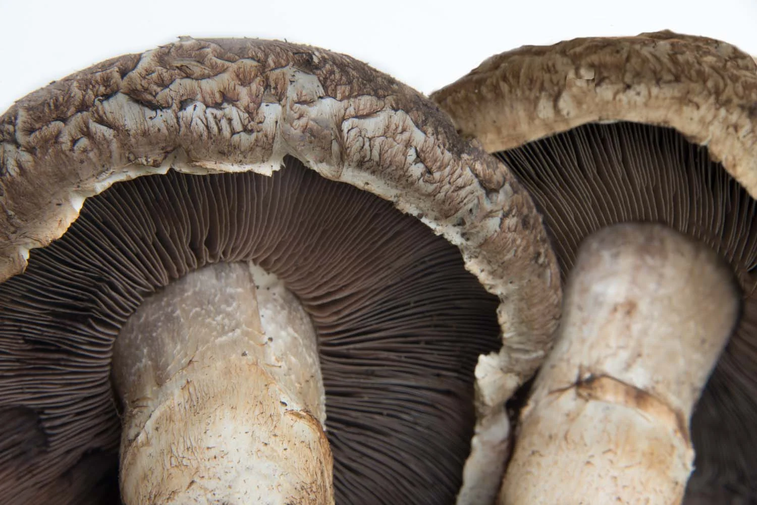 Portabella Mushrooms