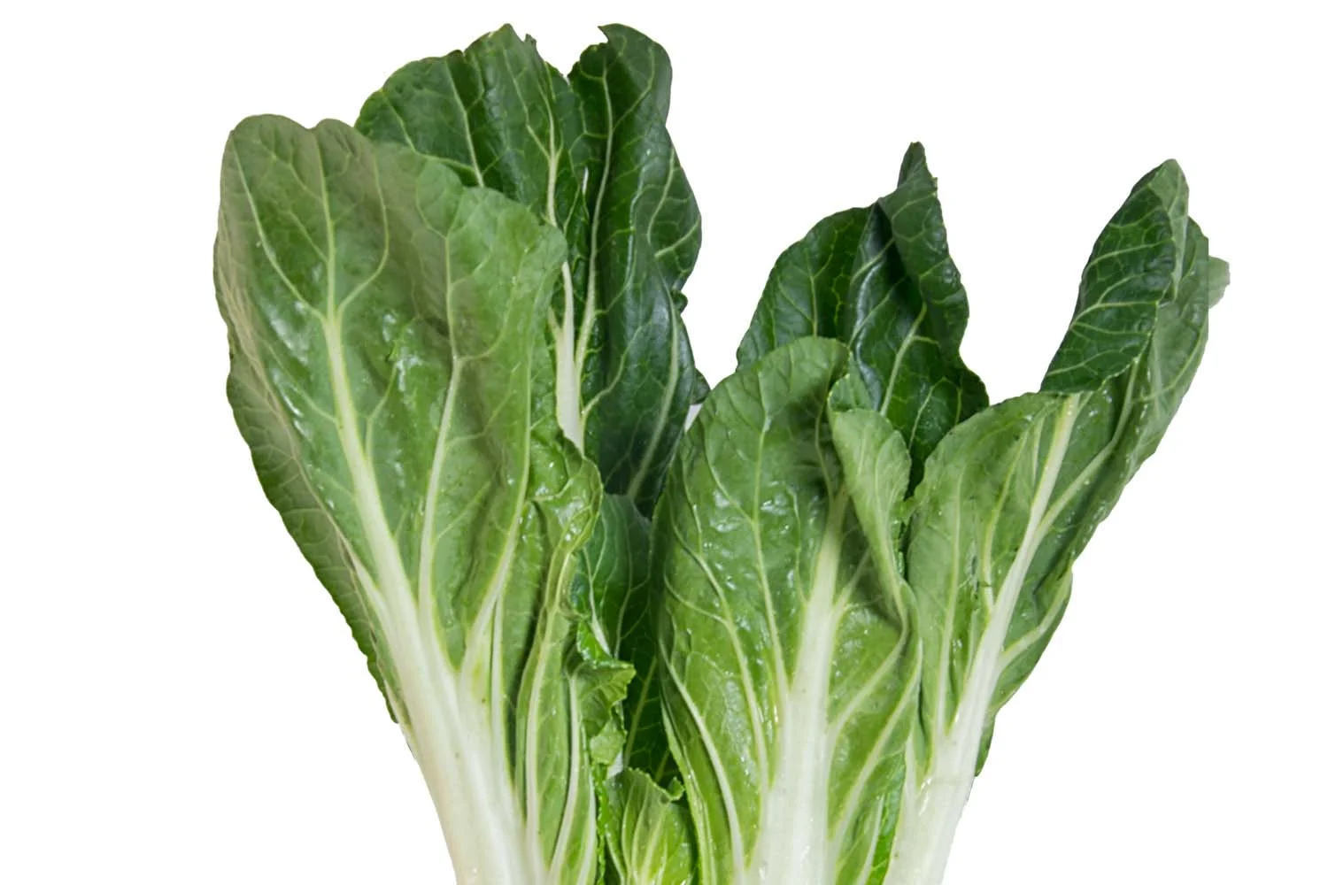 Swiss Chard