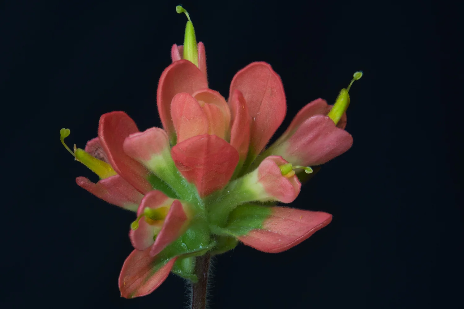 Indian Paintbrush