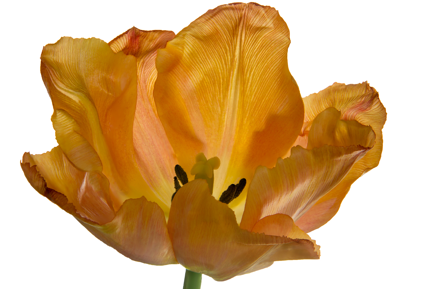 Orange Yellow Tulip