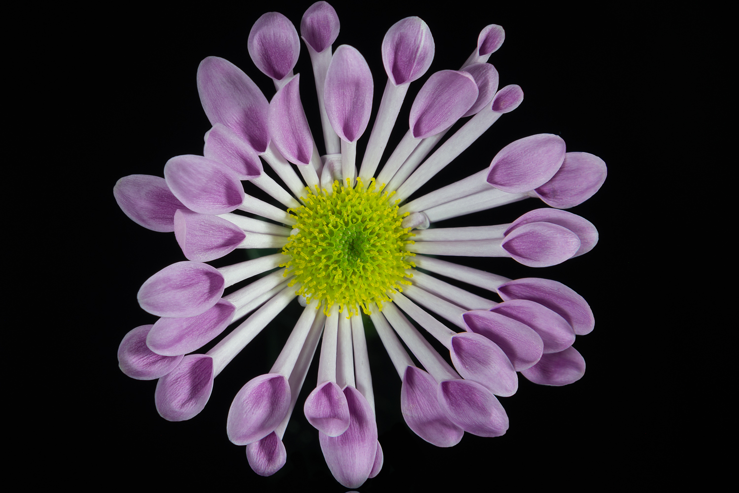 Pink Osteospermum