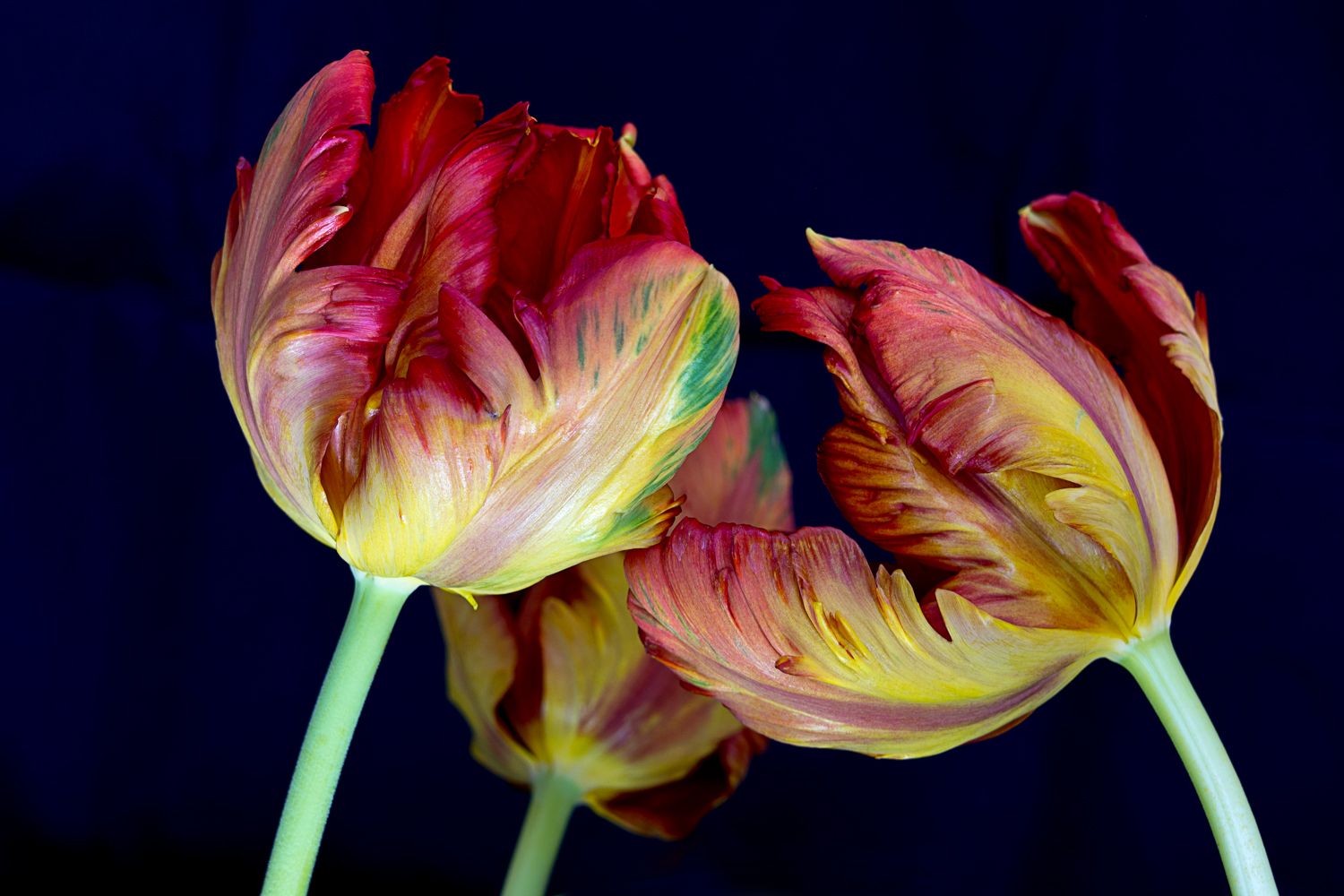 Tulip Trio