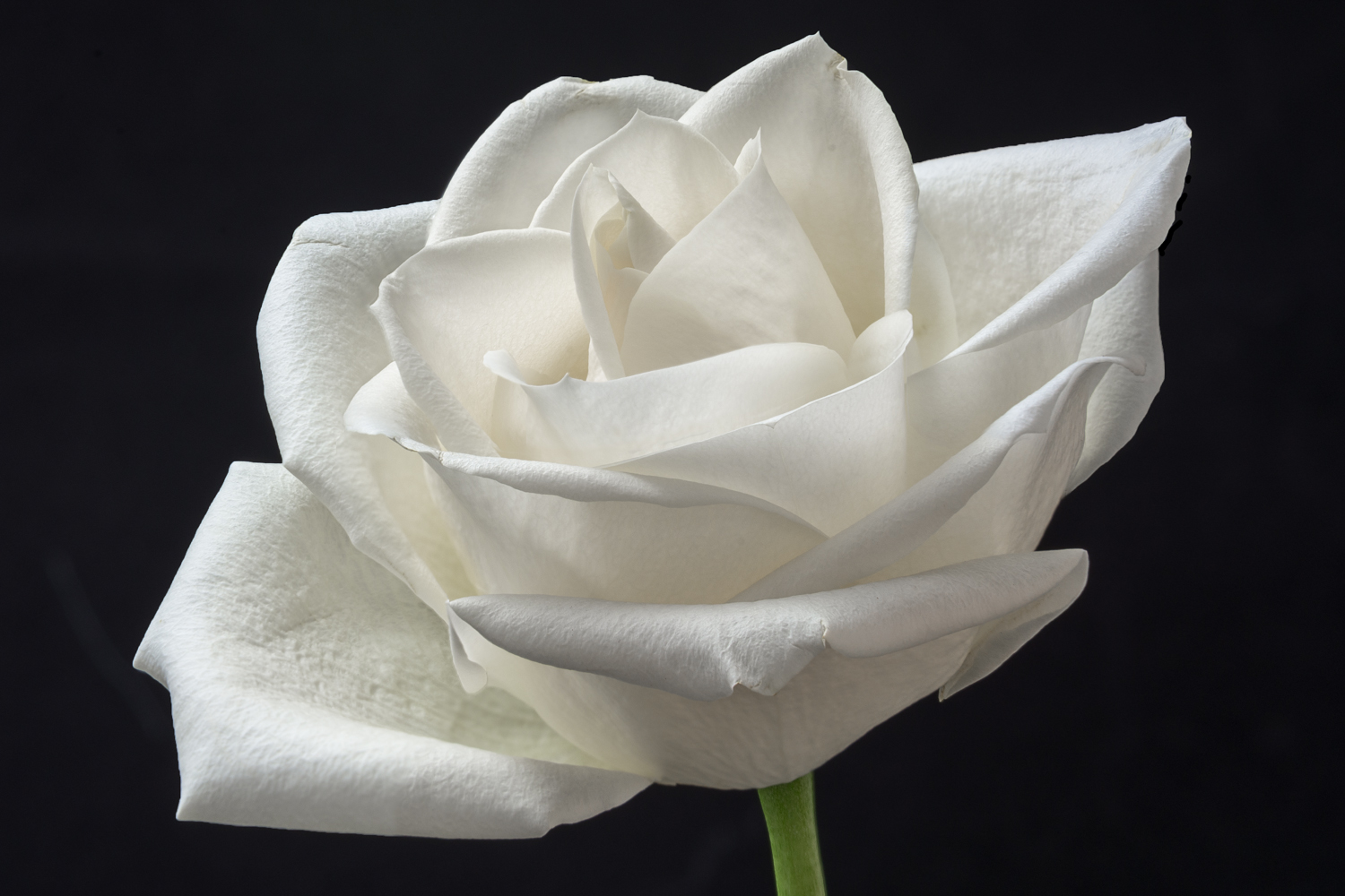 White Rose