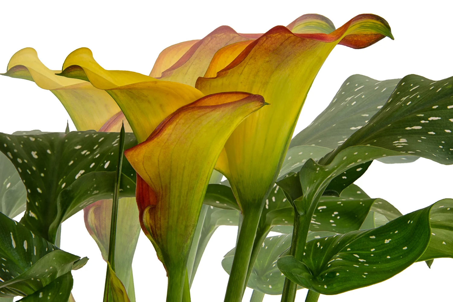 Yellow Calla Lily