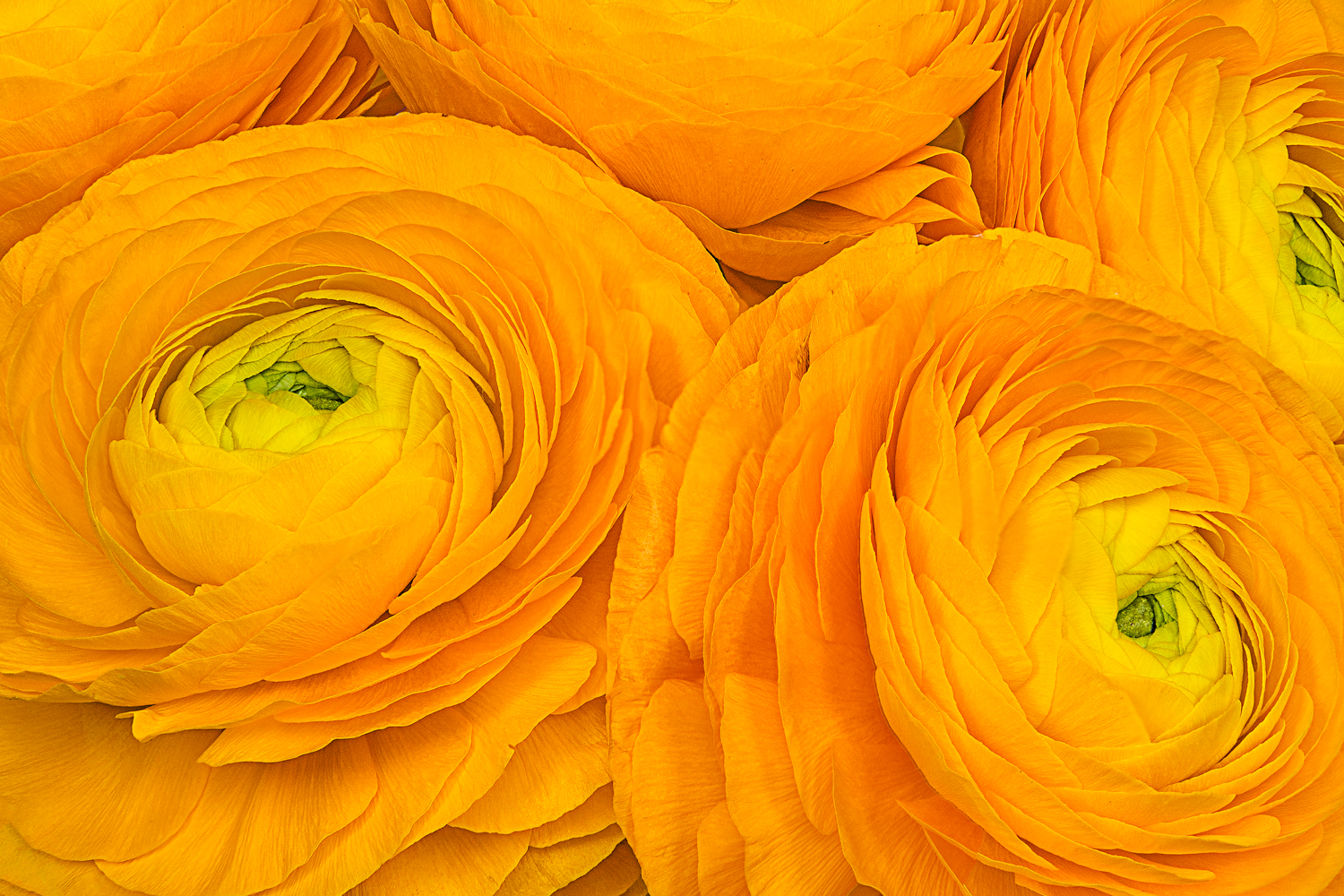 Yellow Ranunculus