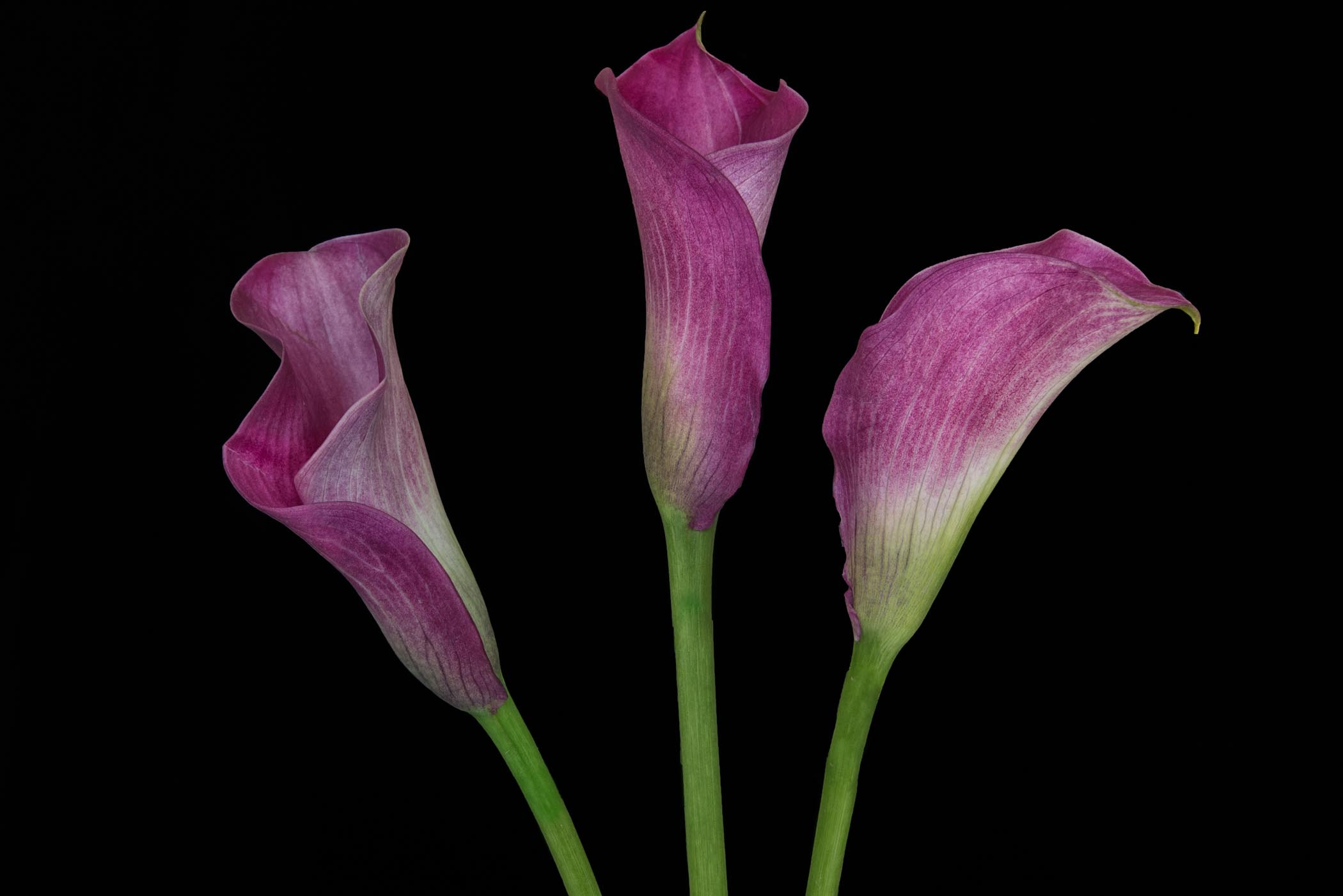 Pink Calla Lilies