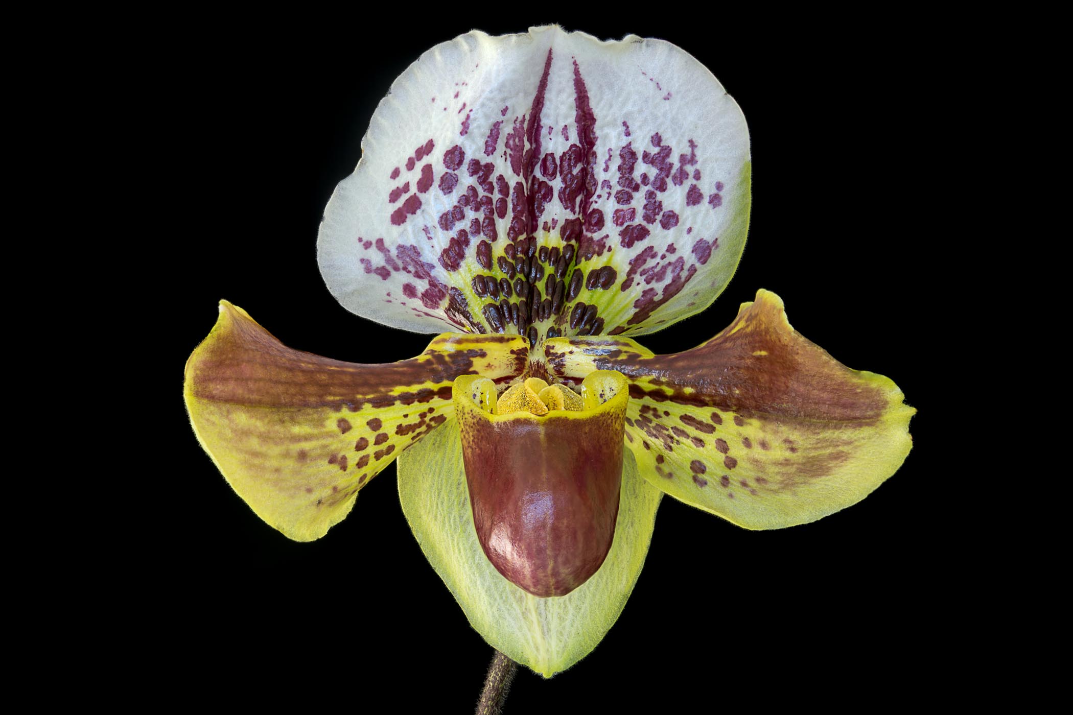Paphiopedilum  Orchid, Lady's Slipper