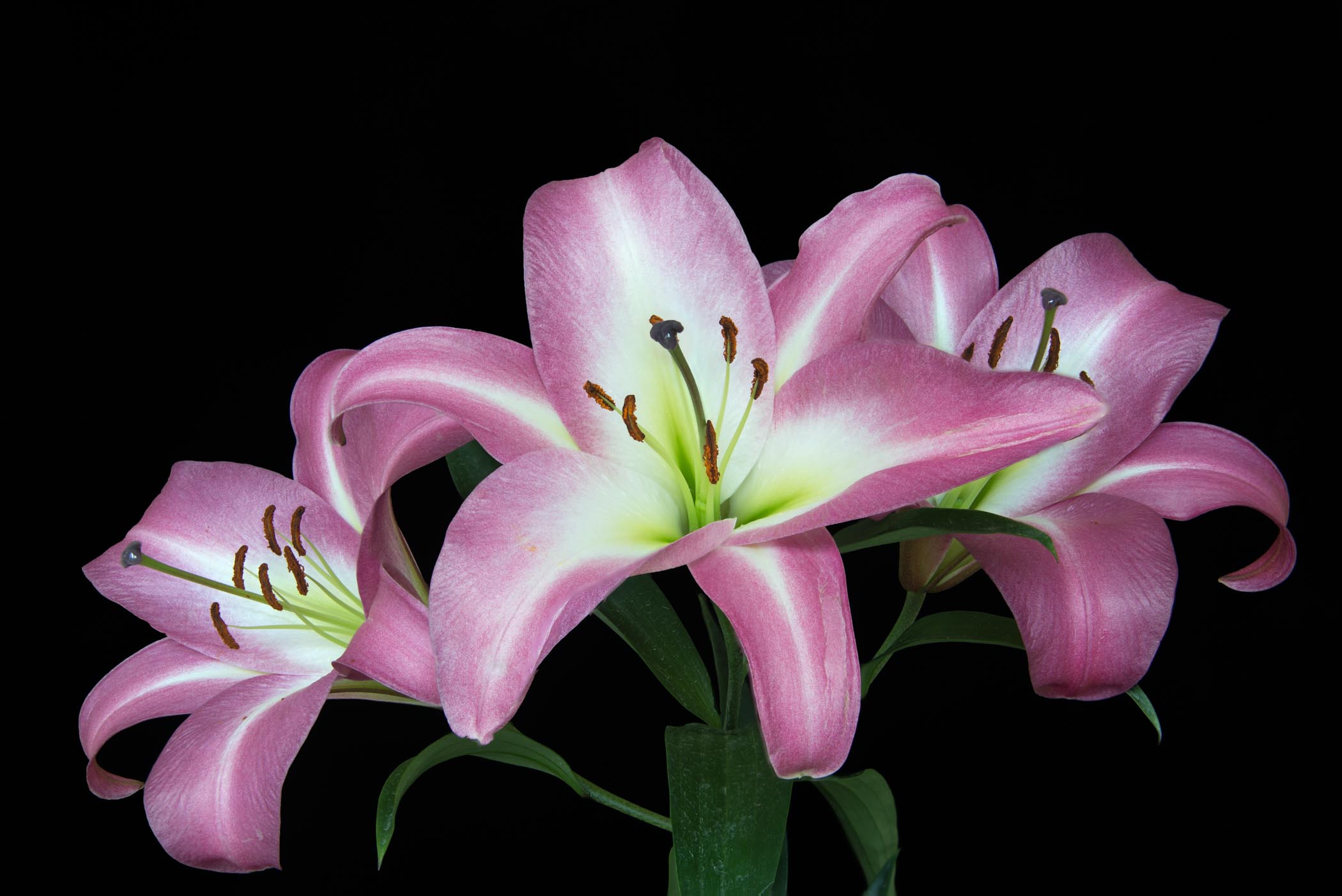 Pink Sonata Lily