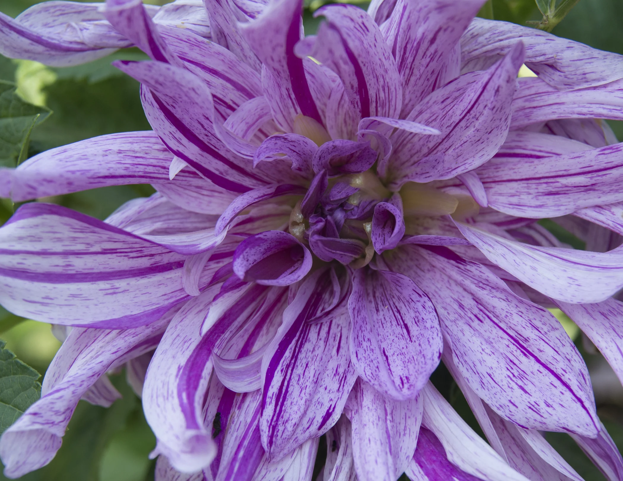Purple Dahlia
