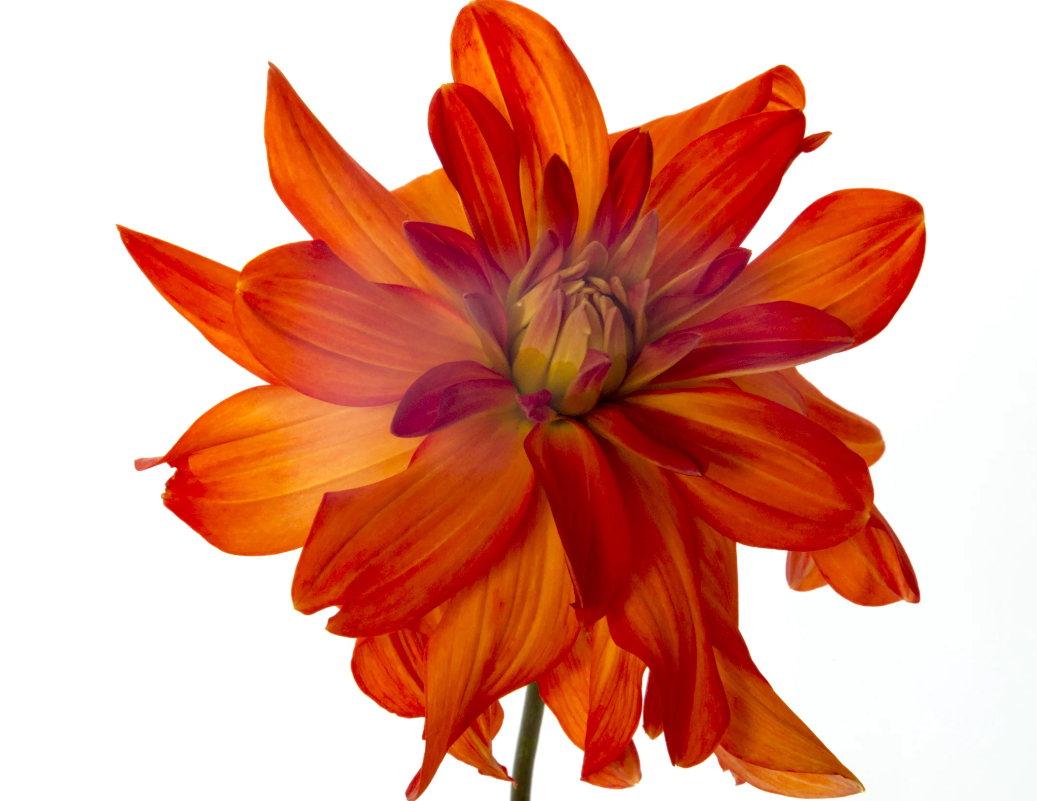 Neon Splendor Dahlia