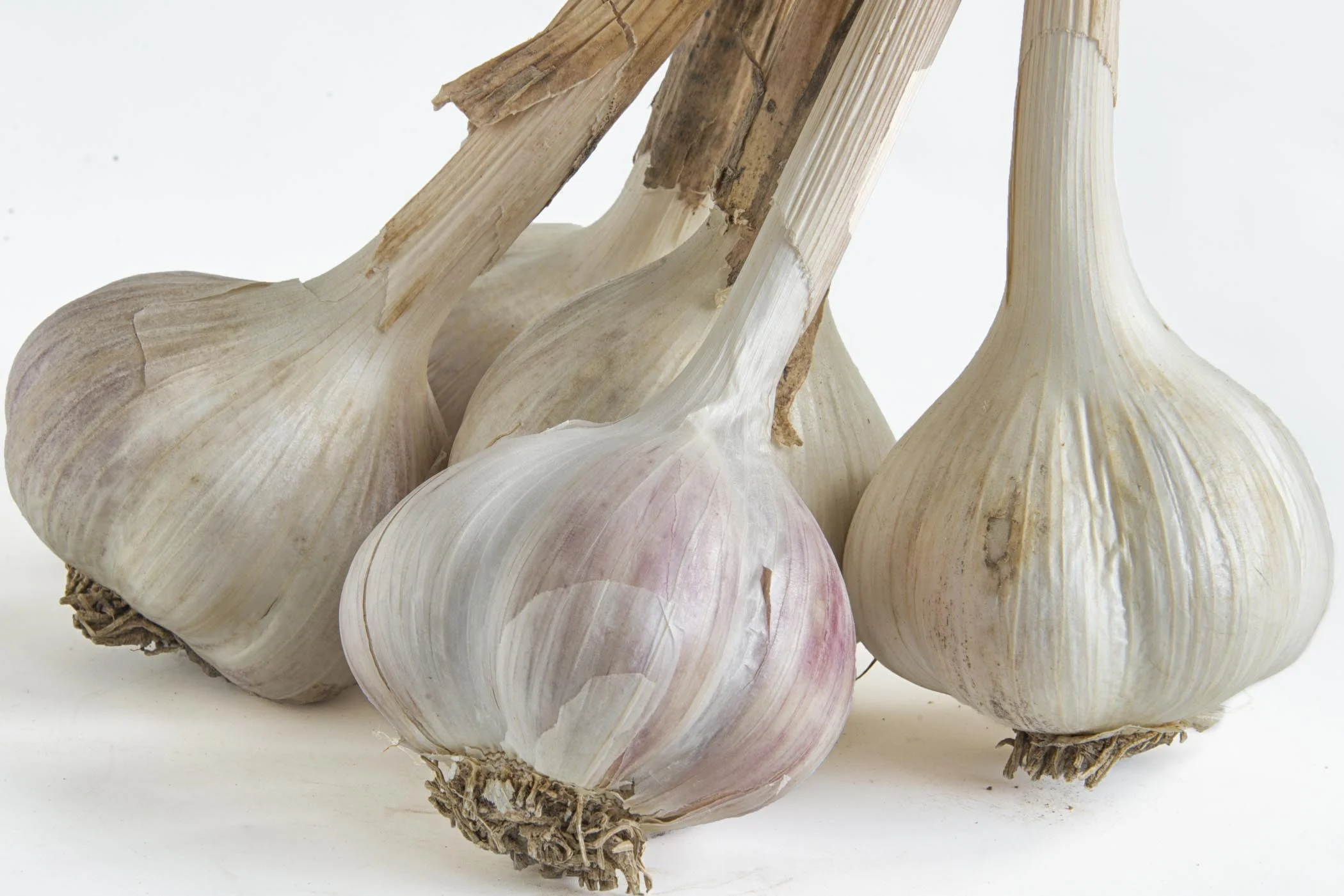 Garlic Stalks.jpg