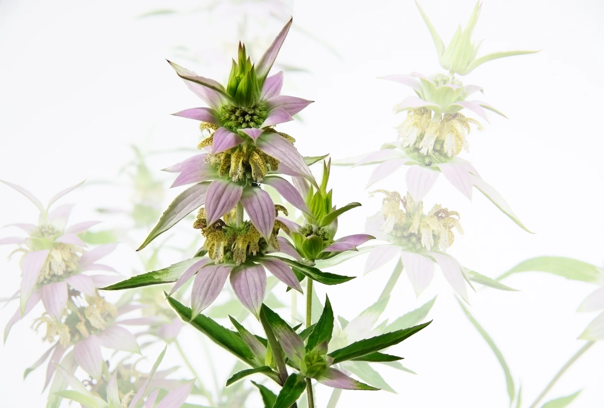 Dotted Horsemint - Monarda Punctata with background