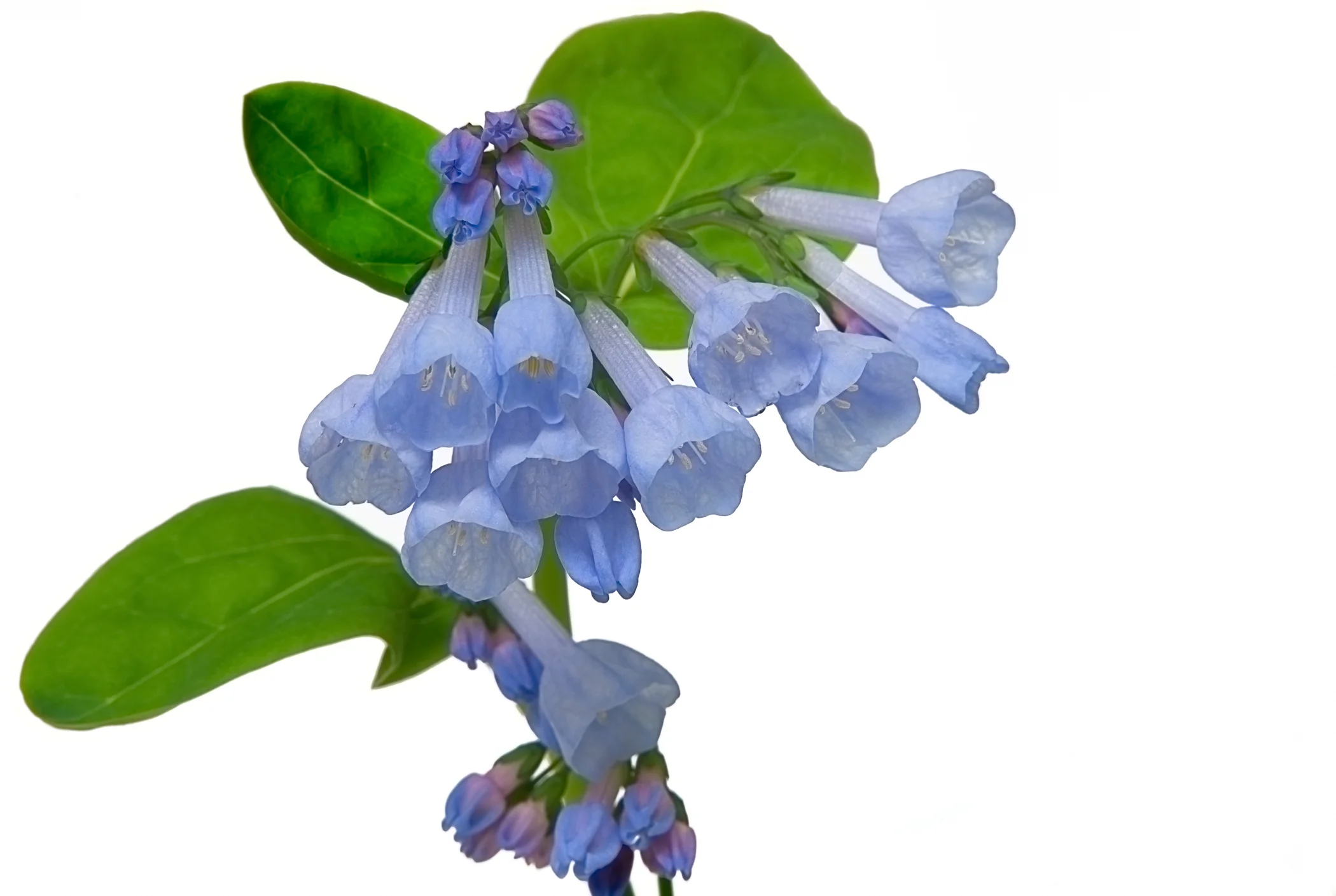 Virginia bluebells - Mertensia virginica