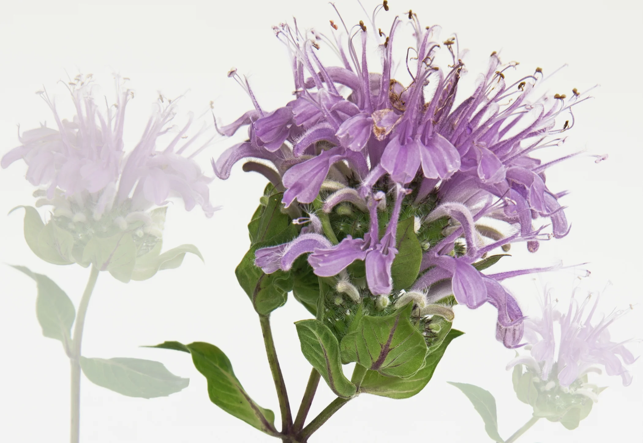 Wild Bee Balm - Monarda fistulosa