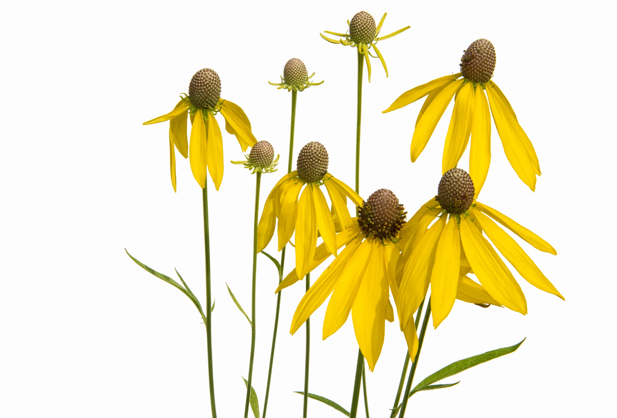 Yellow Coneflowers - Ratibida Pinnata