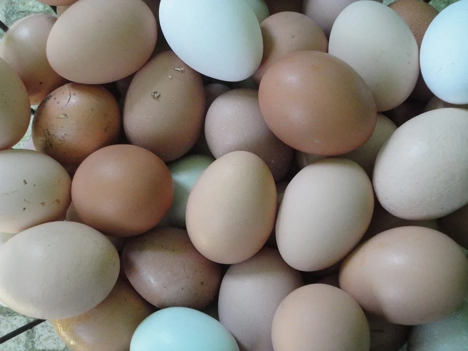 eggs.jpg