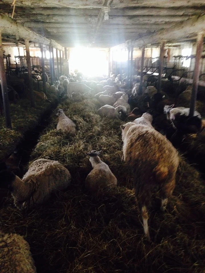 sheep.jpg