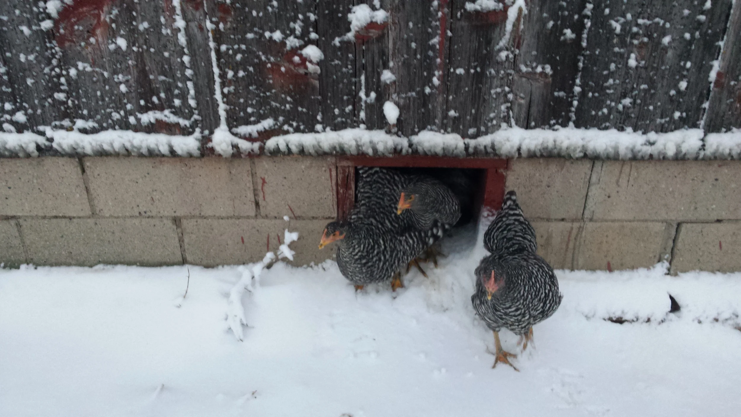 Just a few of our egg-laying ladies sneaking out to play in the snow.