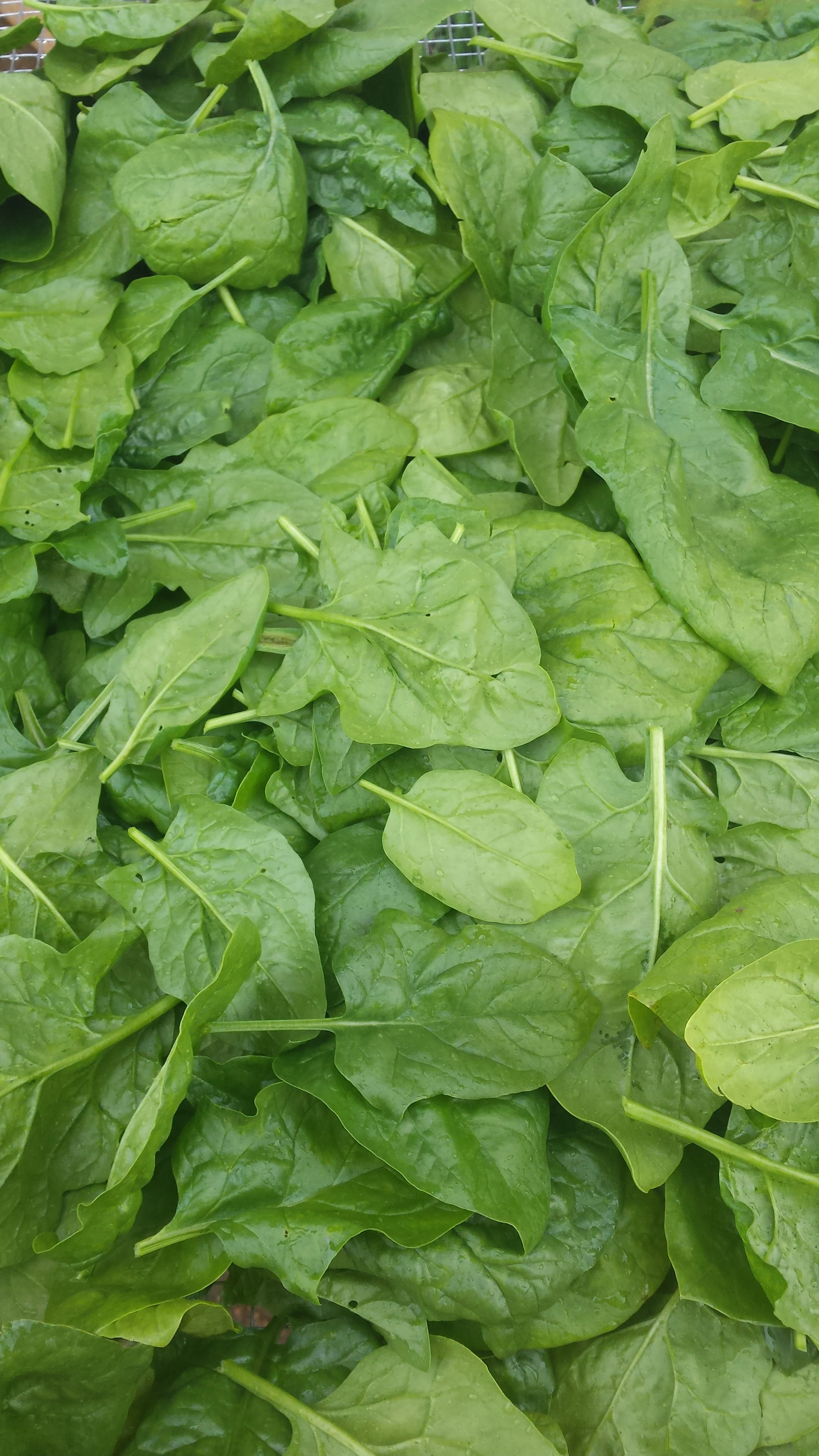 spinach.jpg