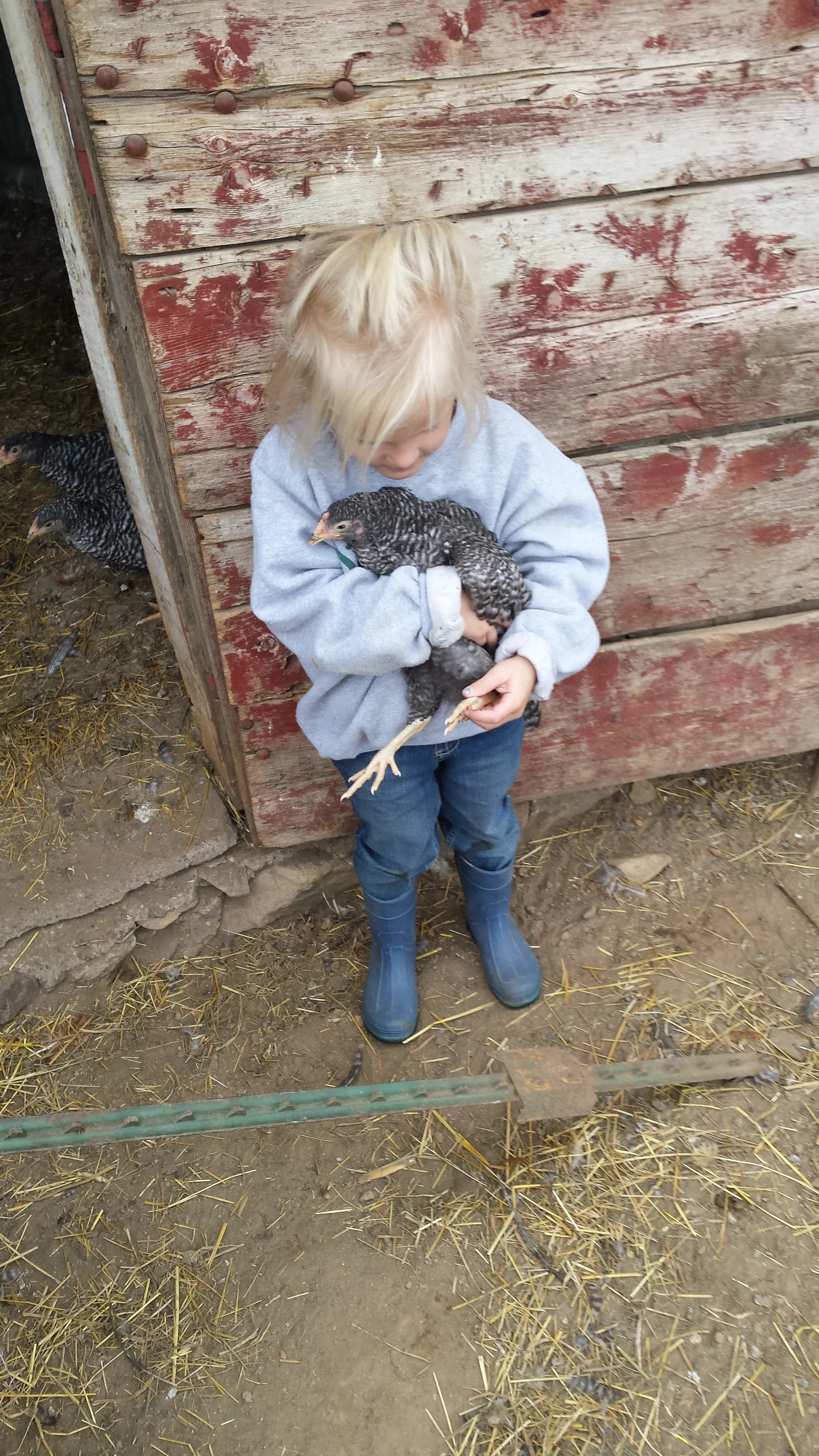 One of our chicken protectors.