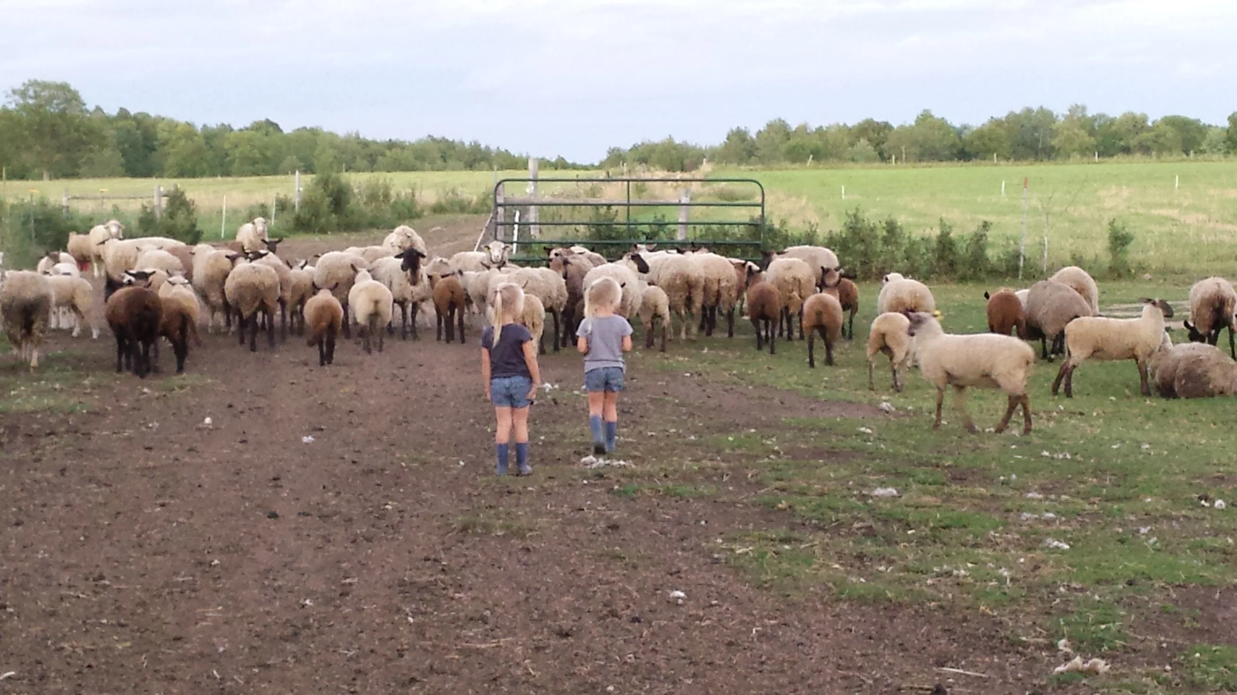 The herding squad is pulling double duty for the sheep.