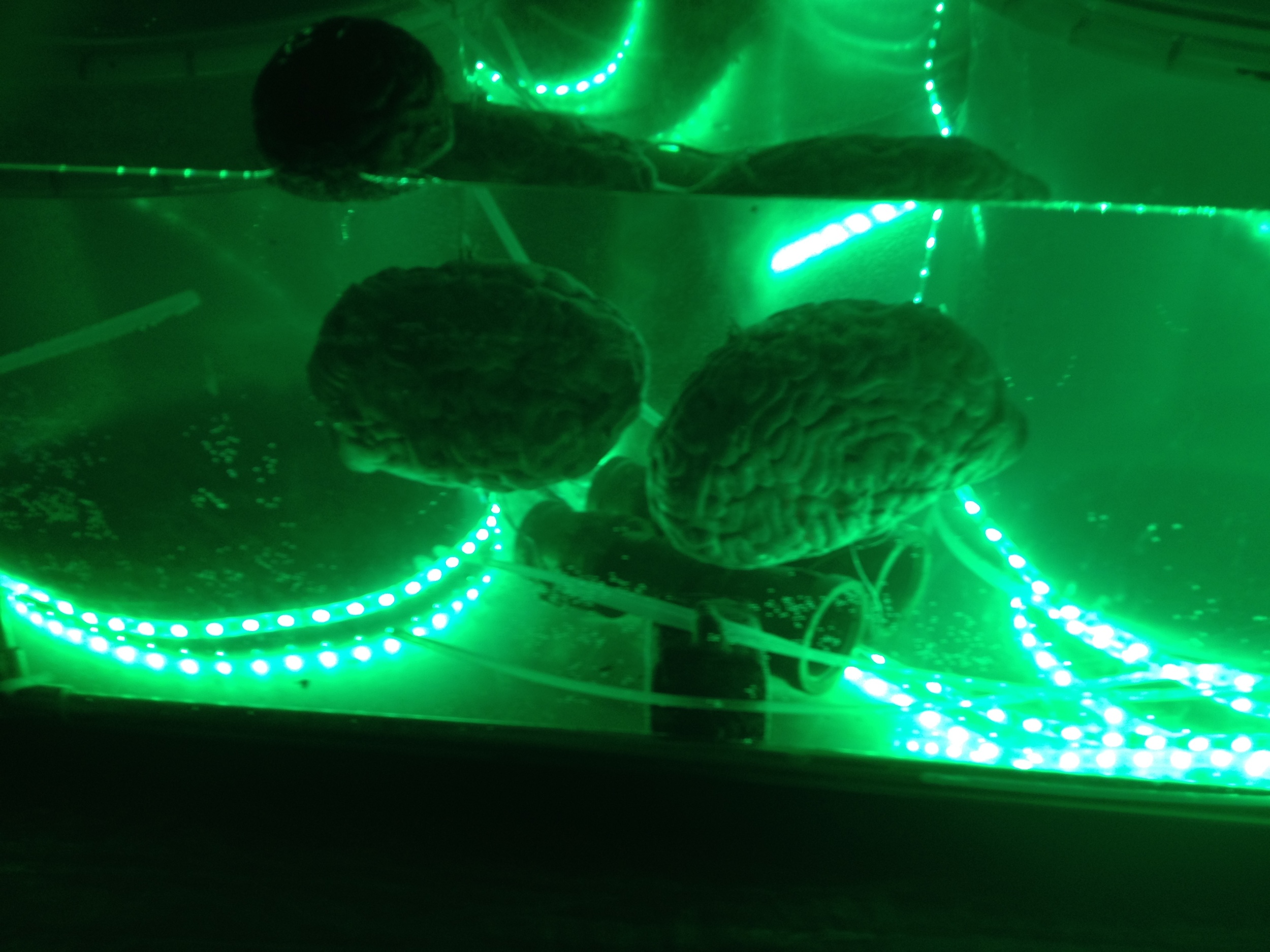 Drinks will be served over by the brain tank. HAVE AT YOU!!!!