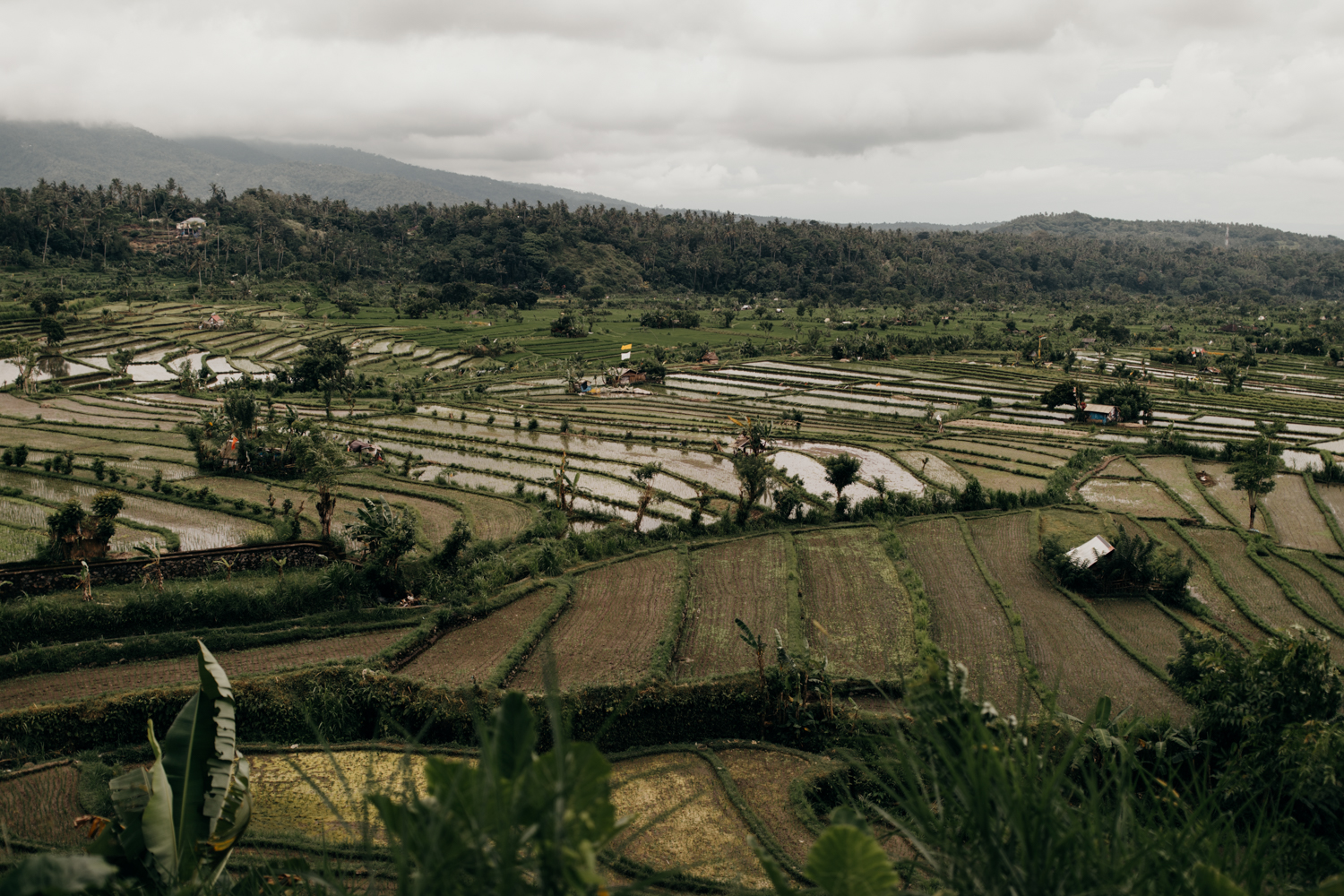 Ricefields in Bali, Indonesia