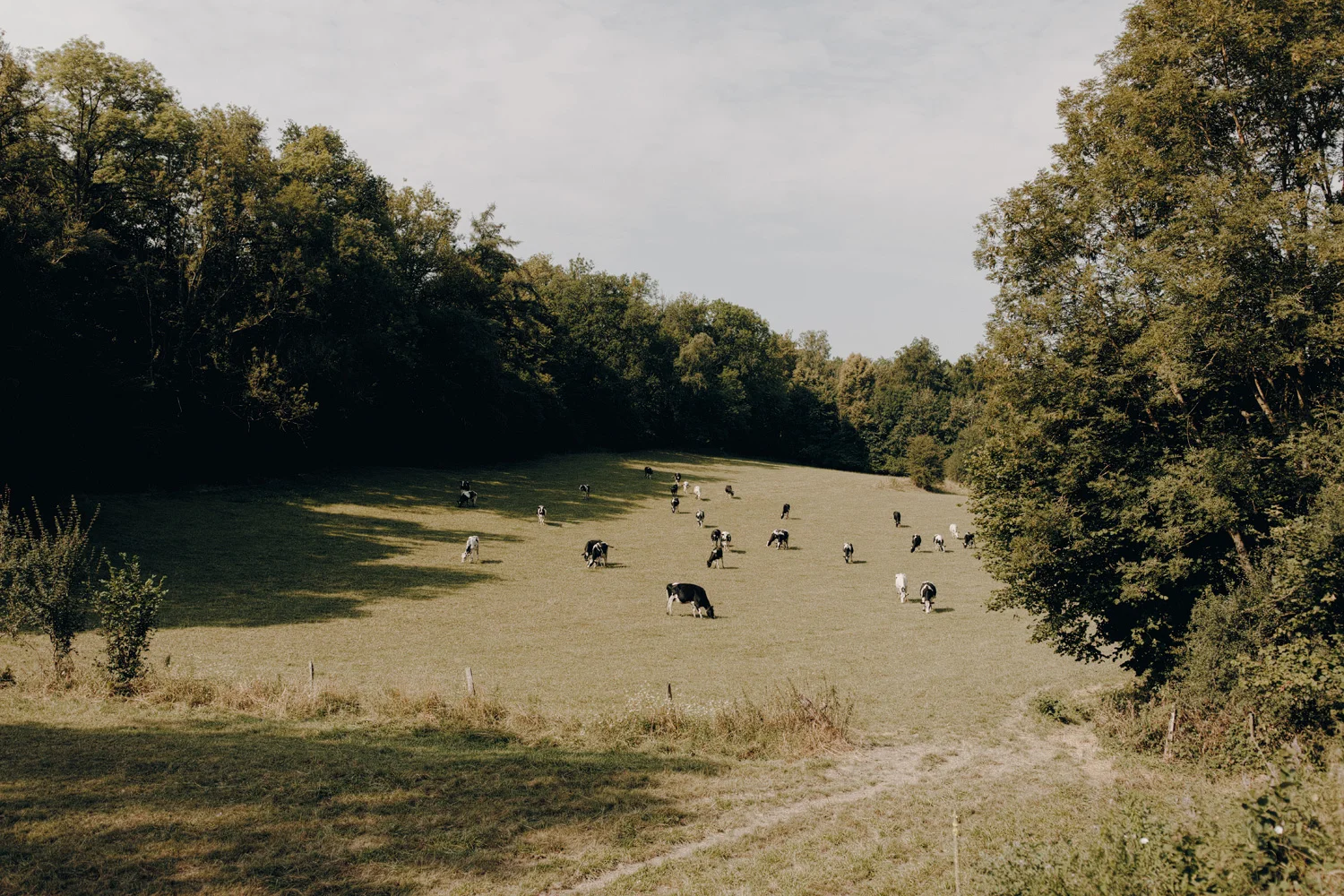 cows