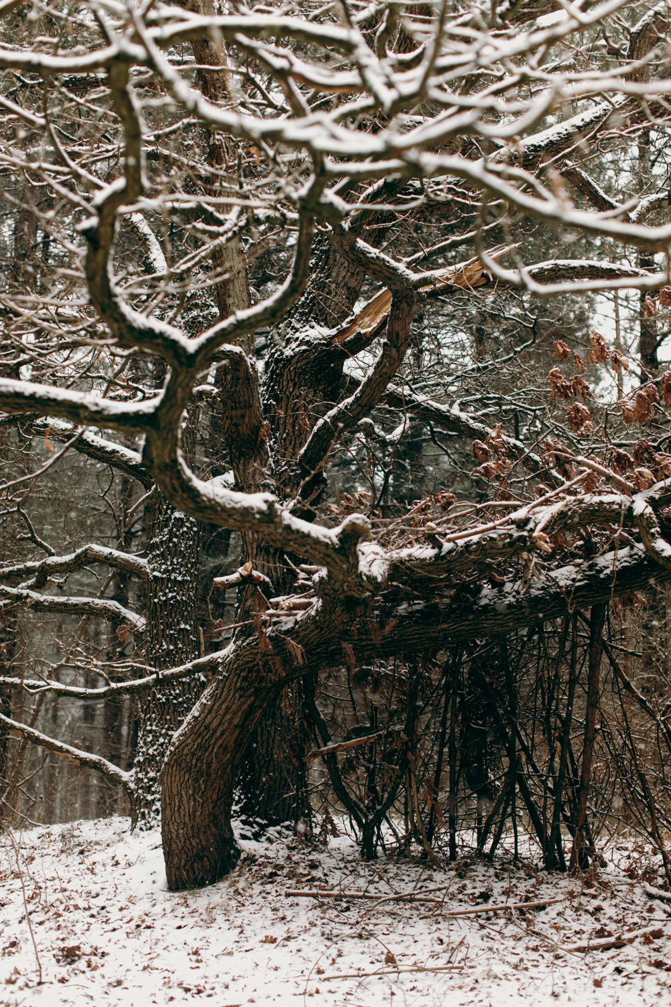 032-winter-sneeuw-oosterplas-bloemendaal.jpg