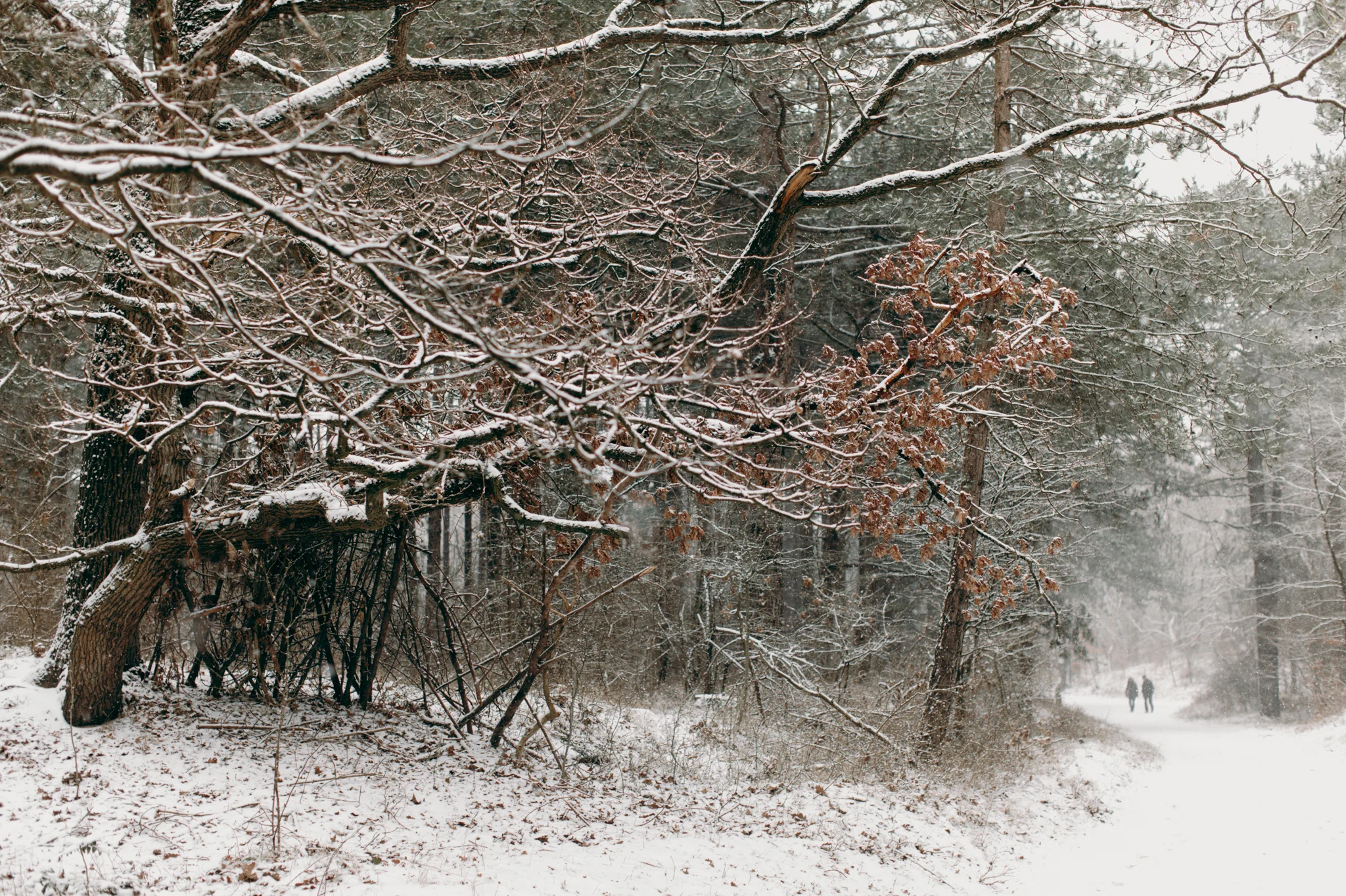 033-winter-sneeuw-oosterplas-bloemendaal.jpg