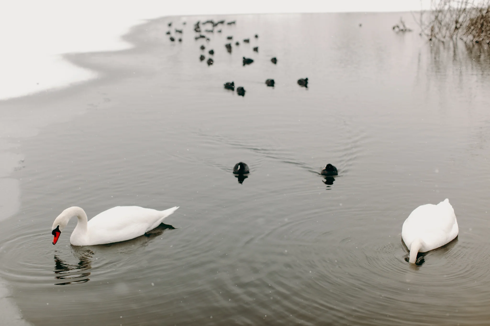 041-winter-sneeuw-oosterplas-bloemendaal.jpg