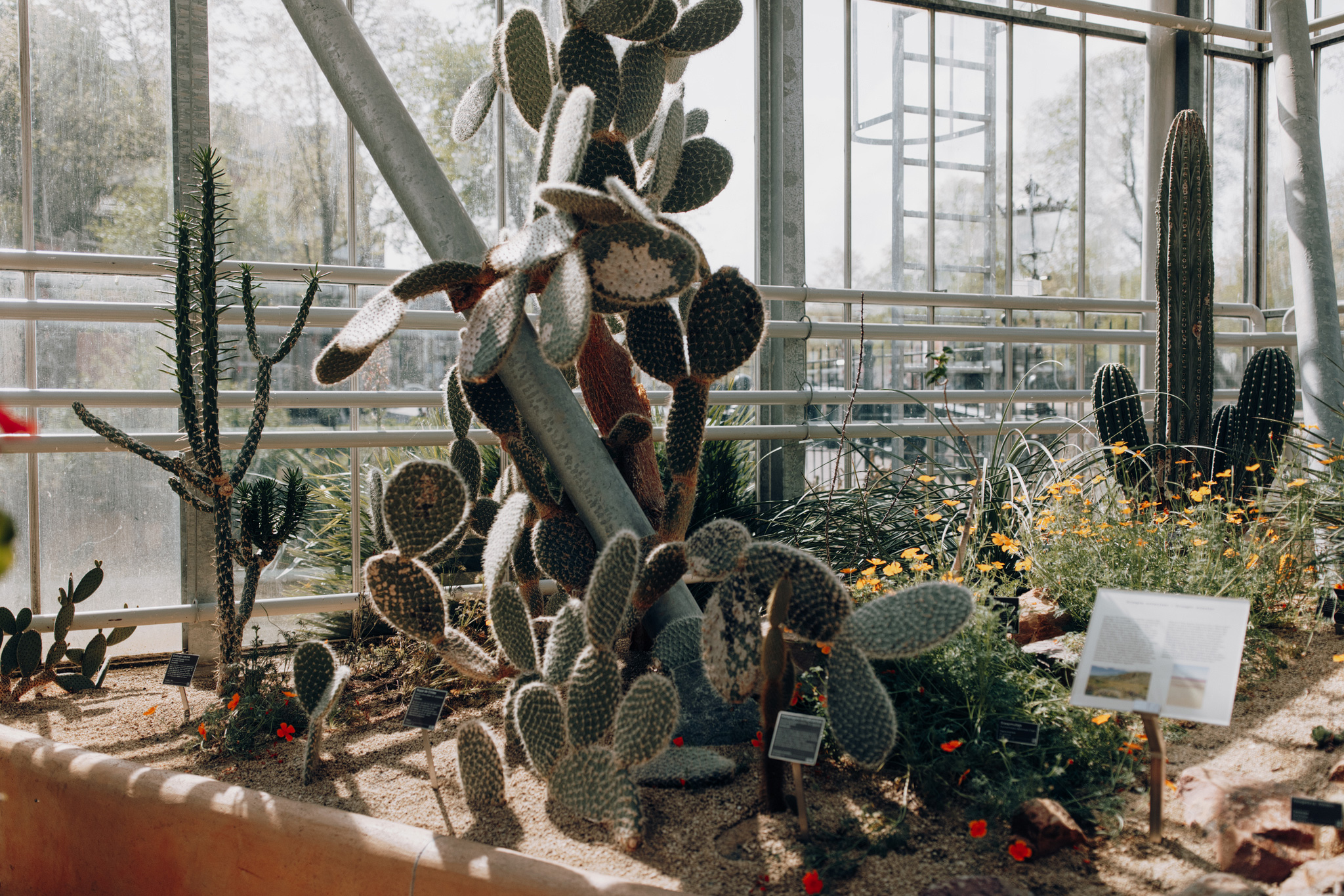 Cactus at Hortus Botanicus Amsterdam