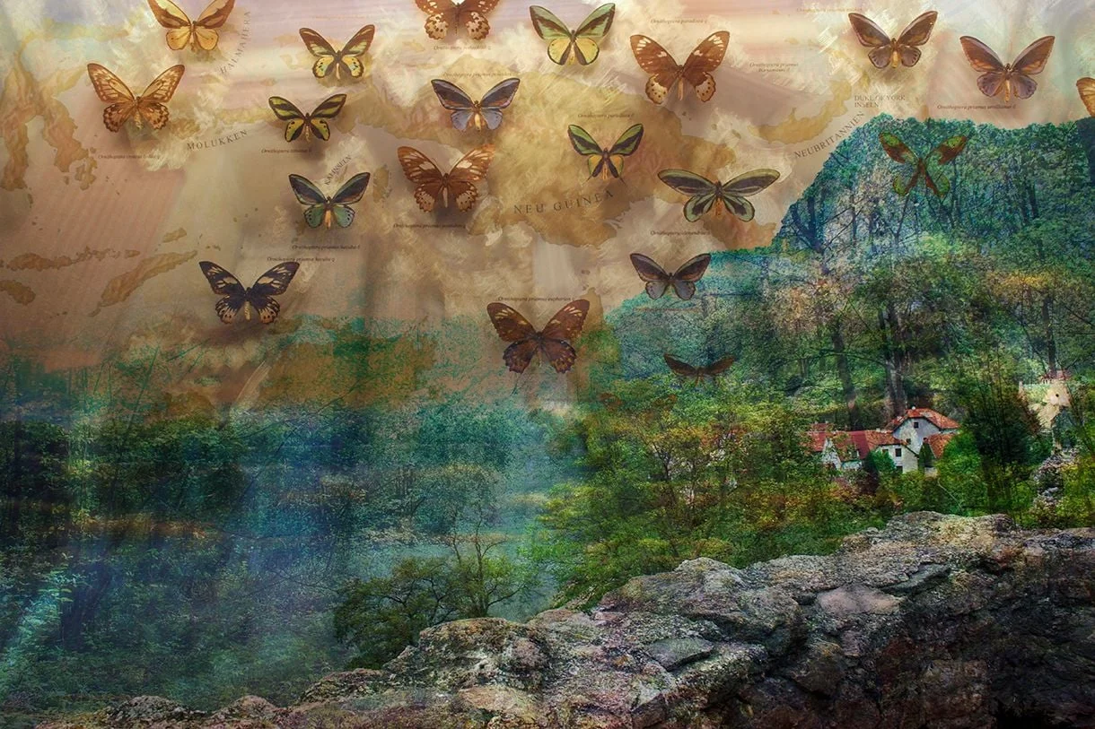 Bird-Wing Butterflies