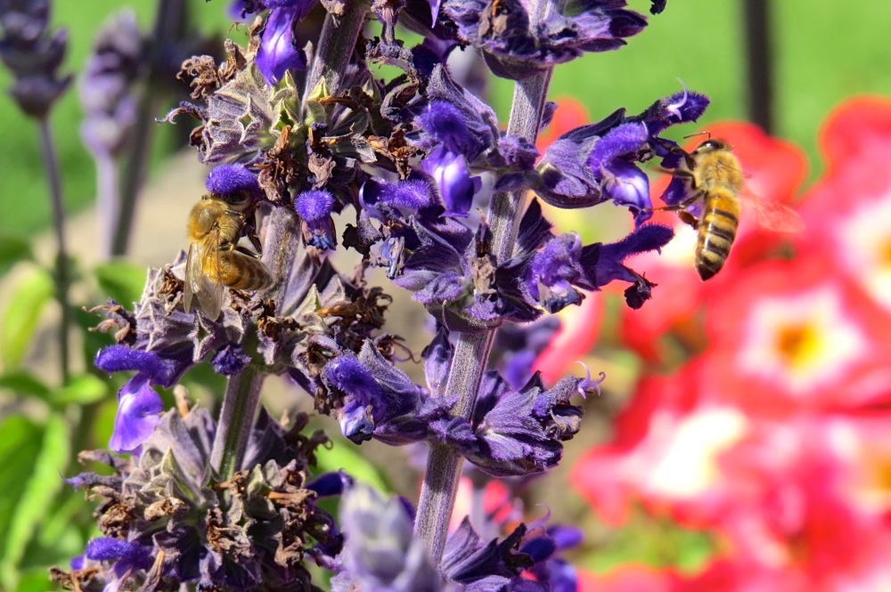 Bend Bees on Lavender IMG_3904.JPG