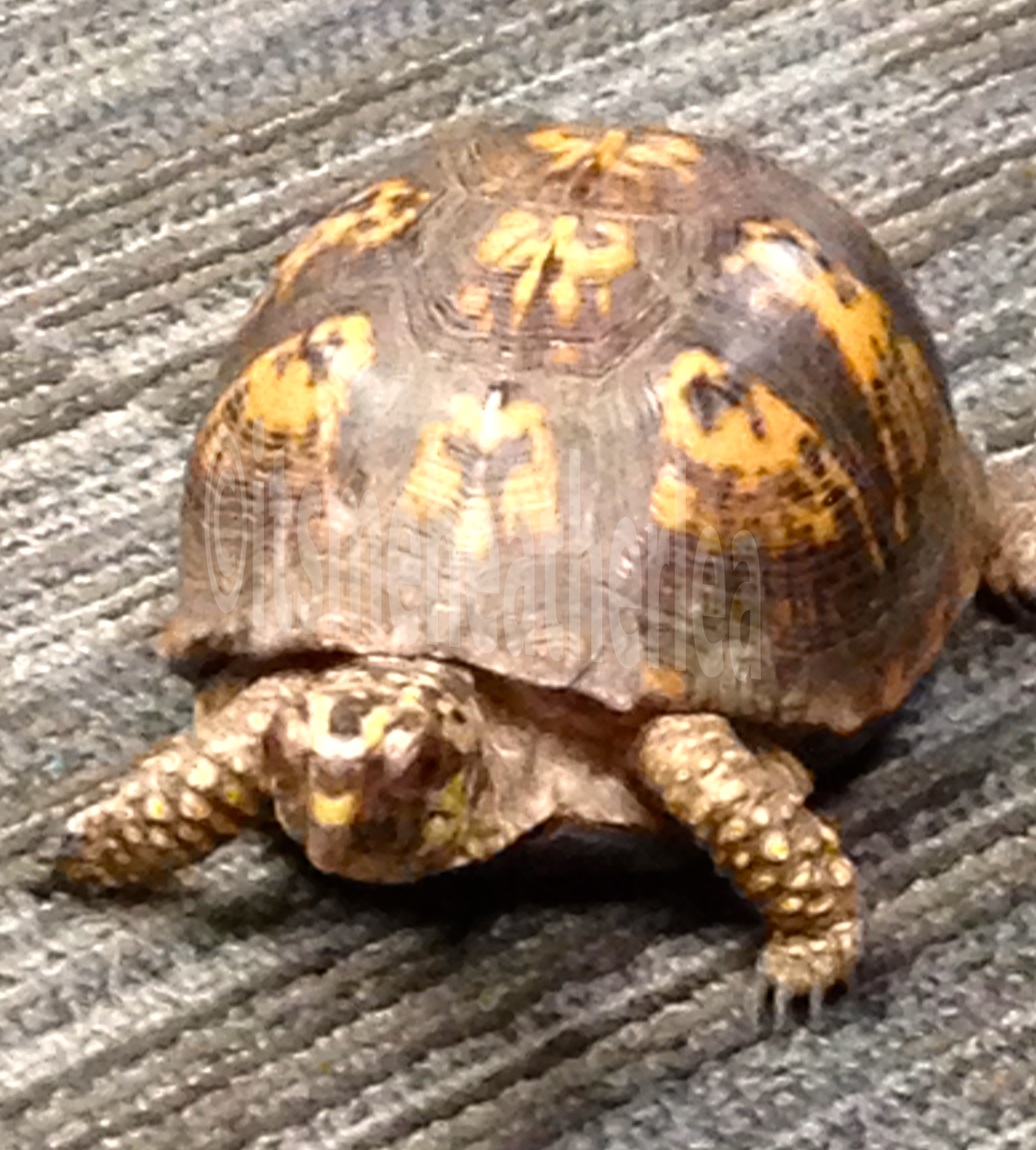 Vlogger Café Fitness: Persistence VS Perfection