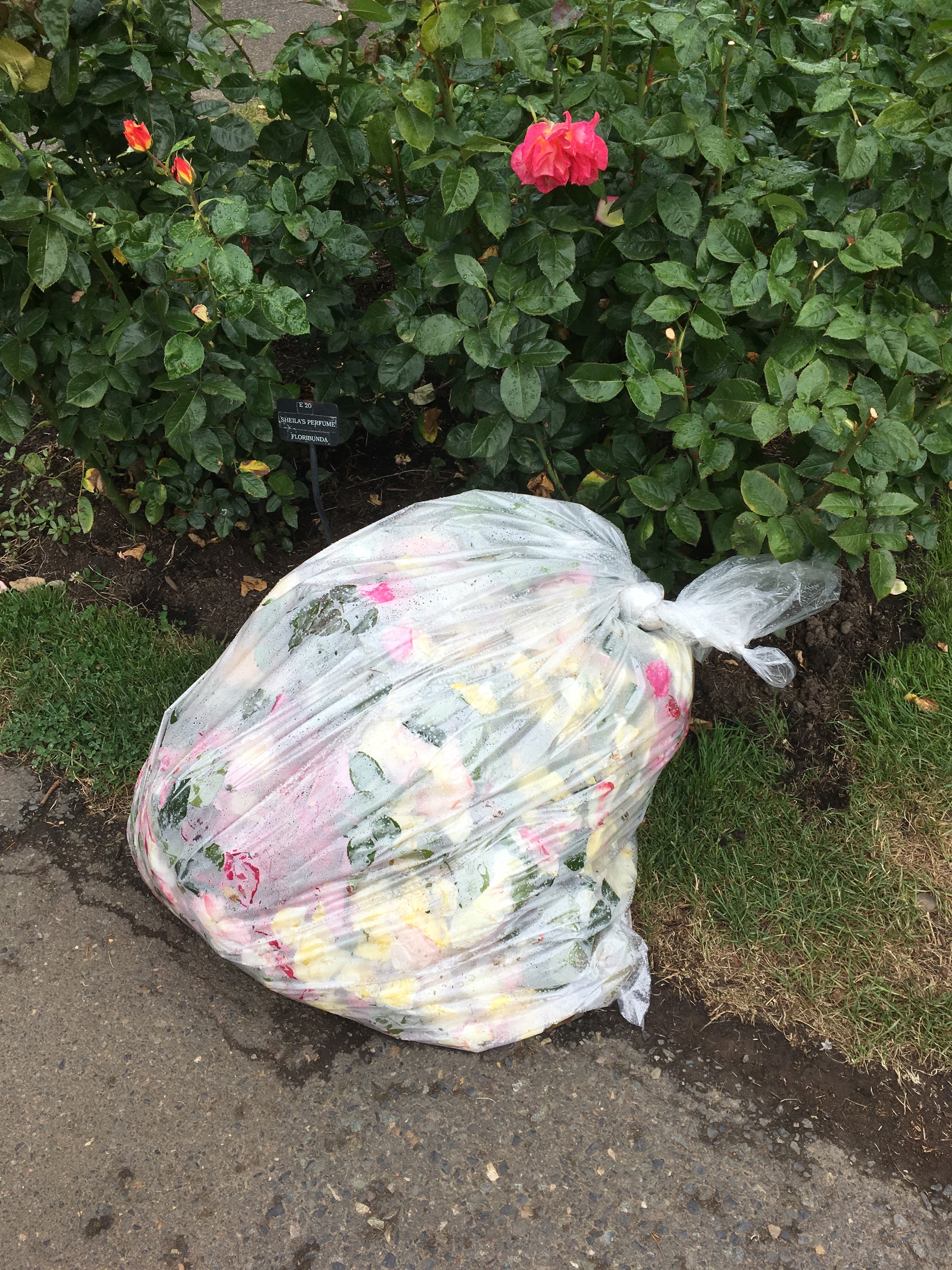  Only in the Test Garden does the trash smell as sweet as roses! 