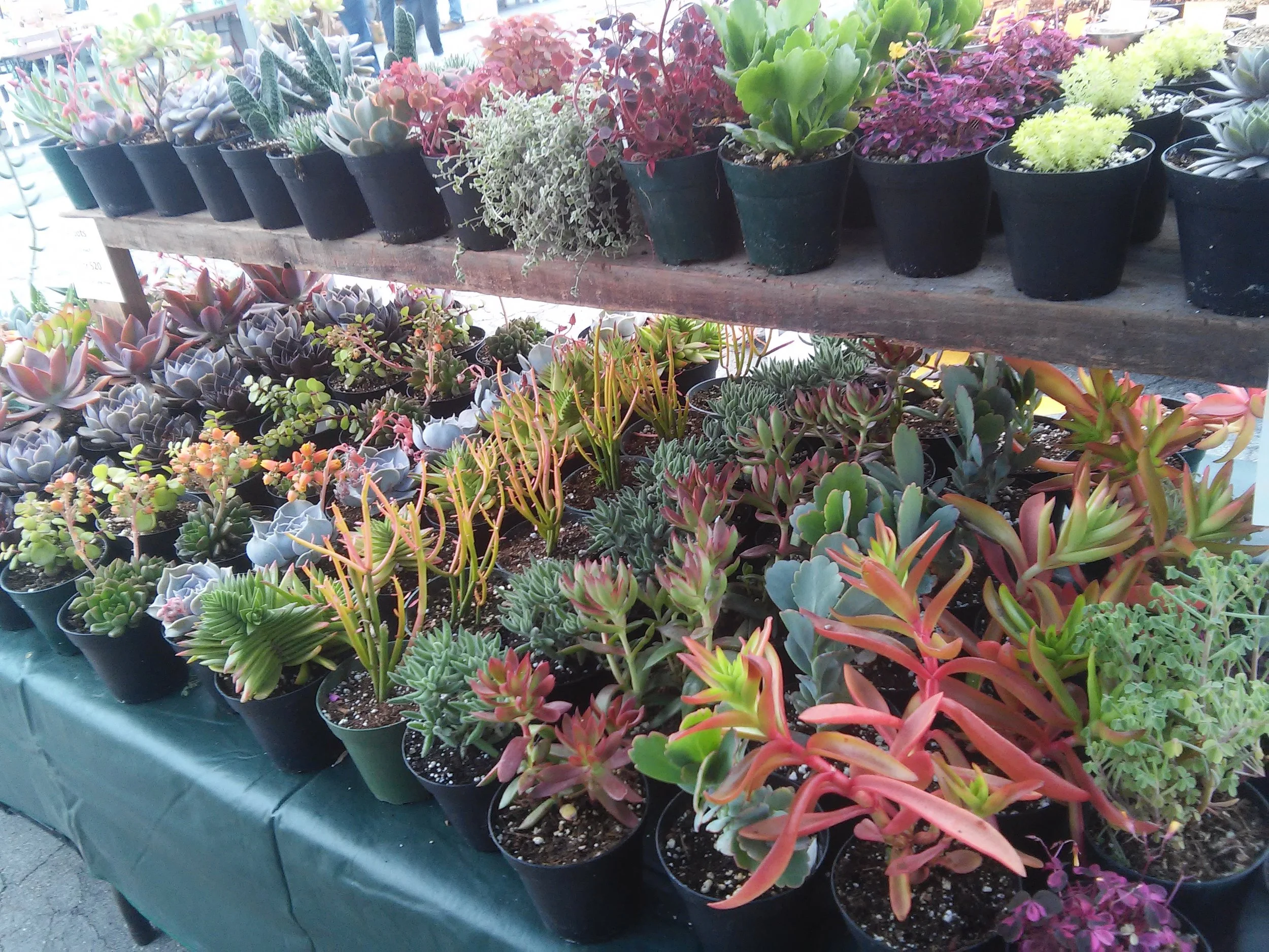 Plants in all colors, sizes and varieties.