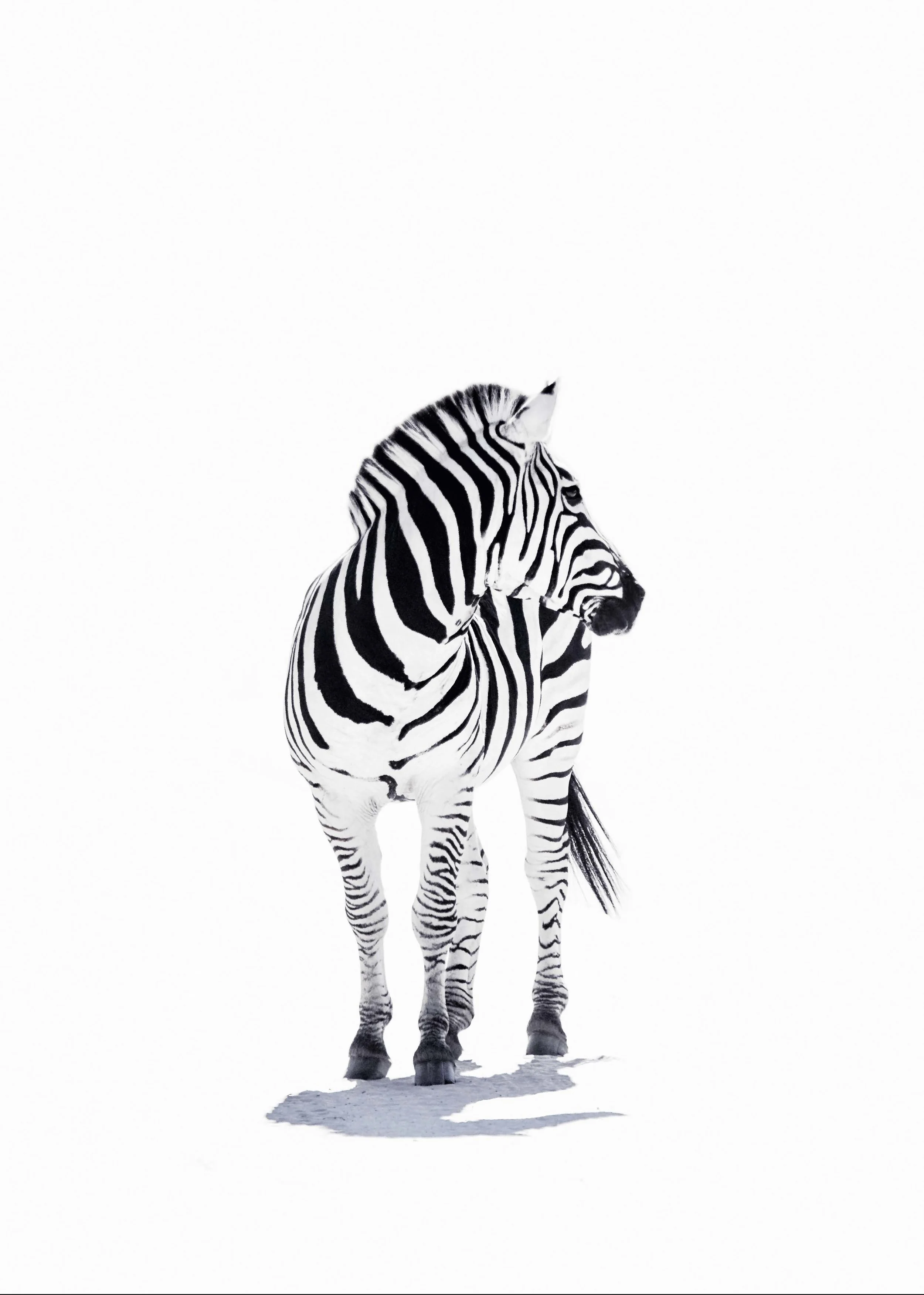 BLINDED STRIPES